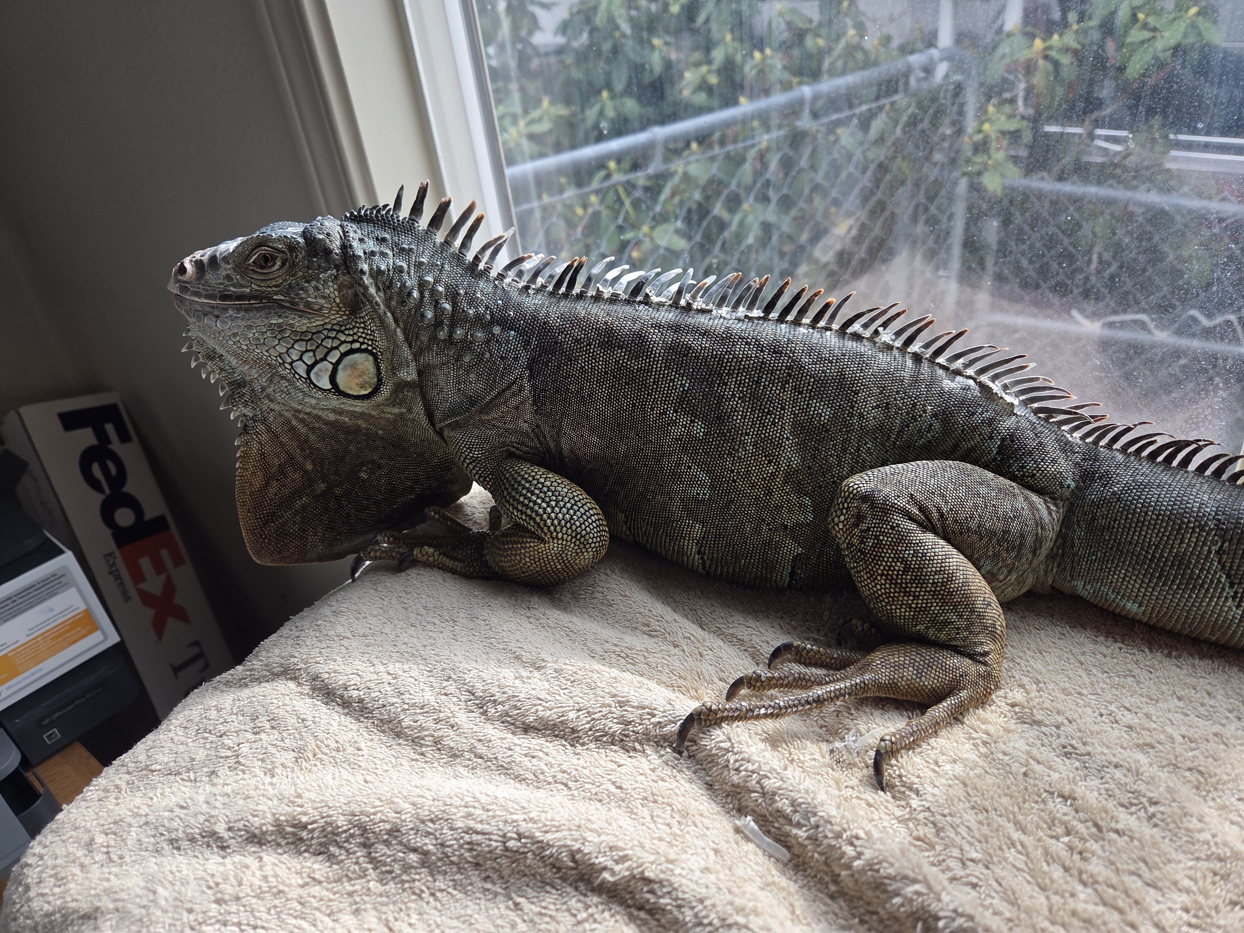 Blue Iguana image 1
