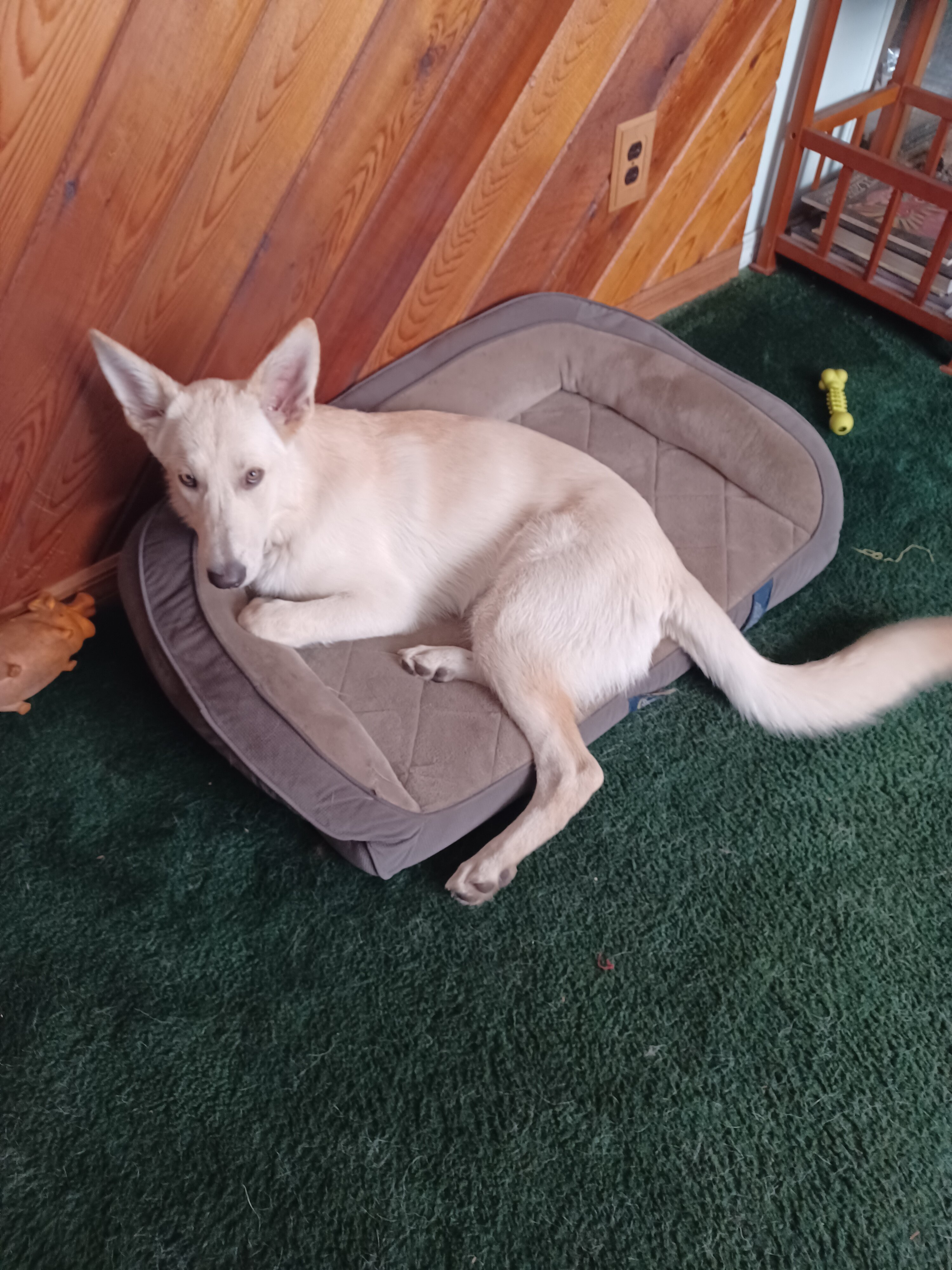 AKC purebred white male German Shepherd image 2