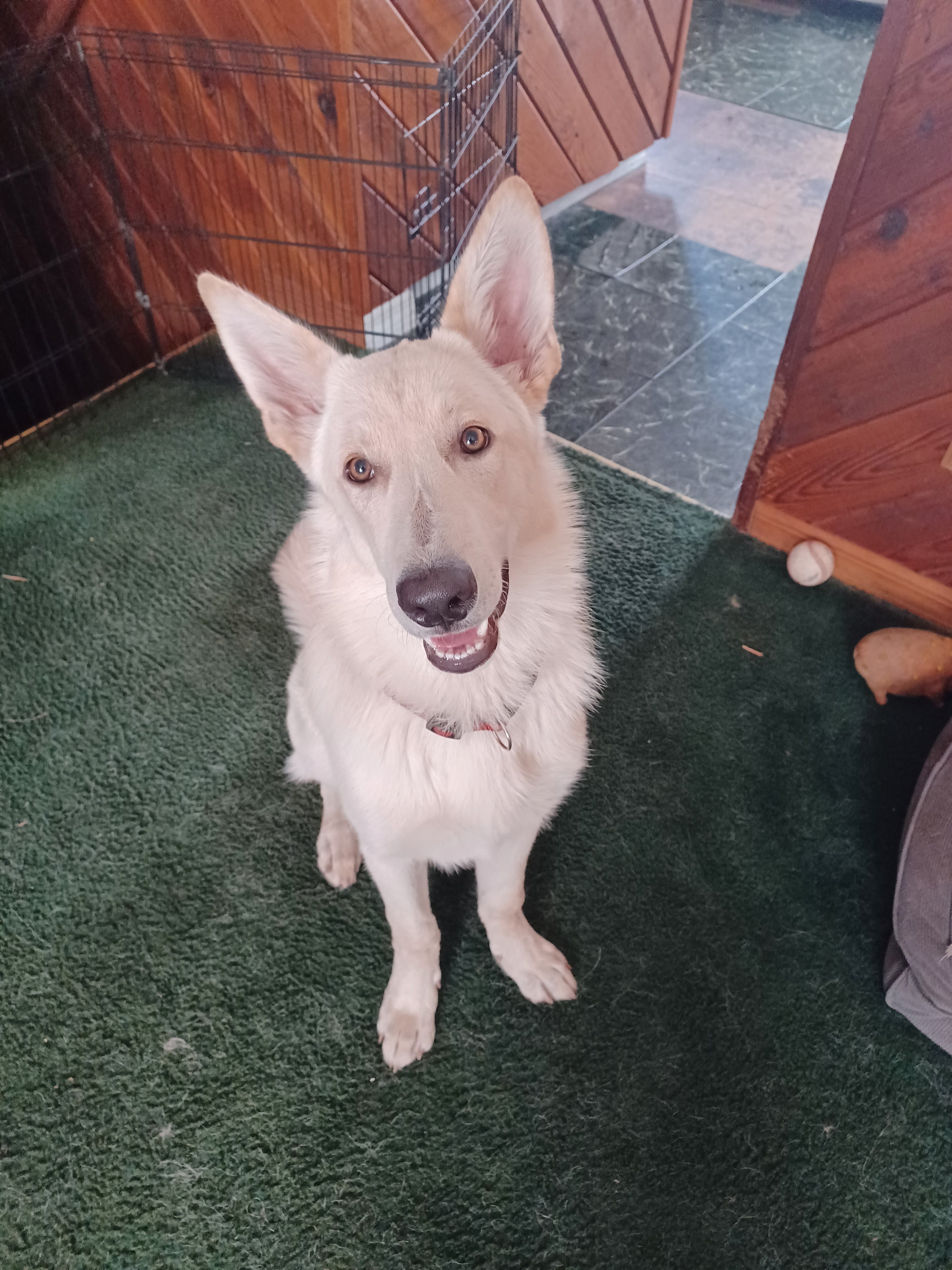 AKC purebred white male German Shepherd image 1