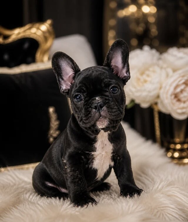 French bulldog homie image 1
