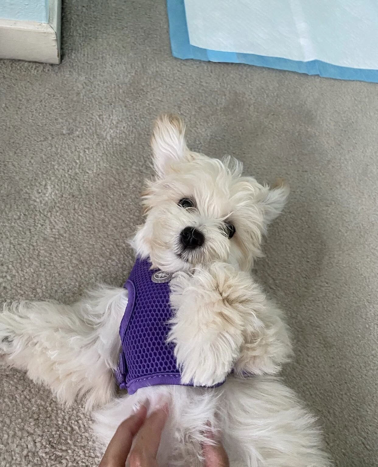 My 13 weeks old maltipoo Puppy needs a new home image 5