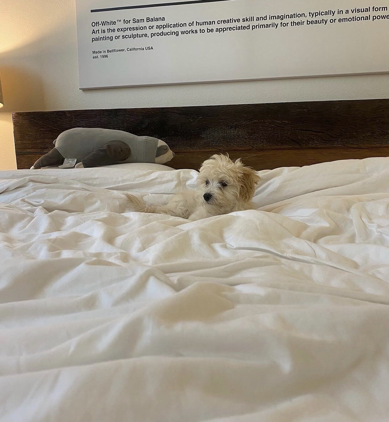 My 13 weeks old maltipoo Puppy needs a new home image 6