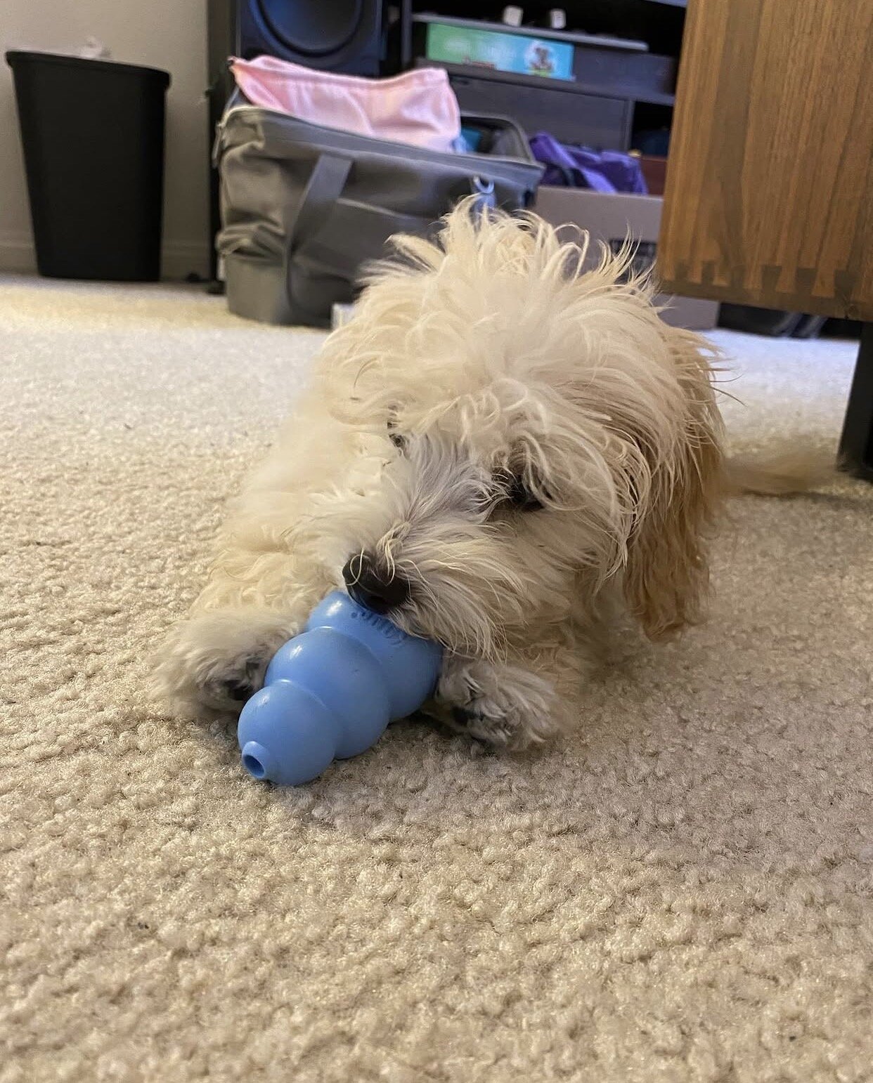 My 13 weeks old maltipoo Puppy needs a new home image 4