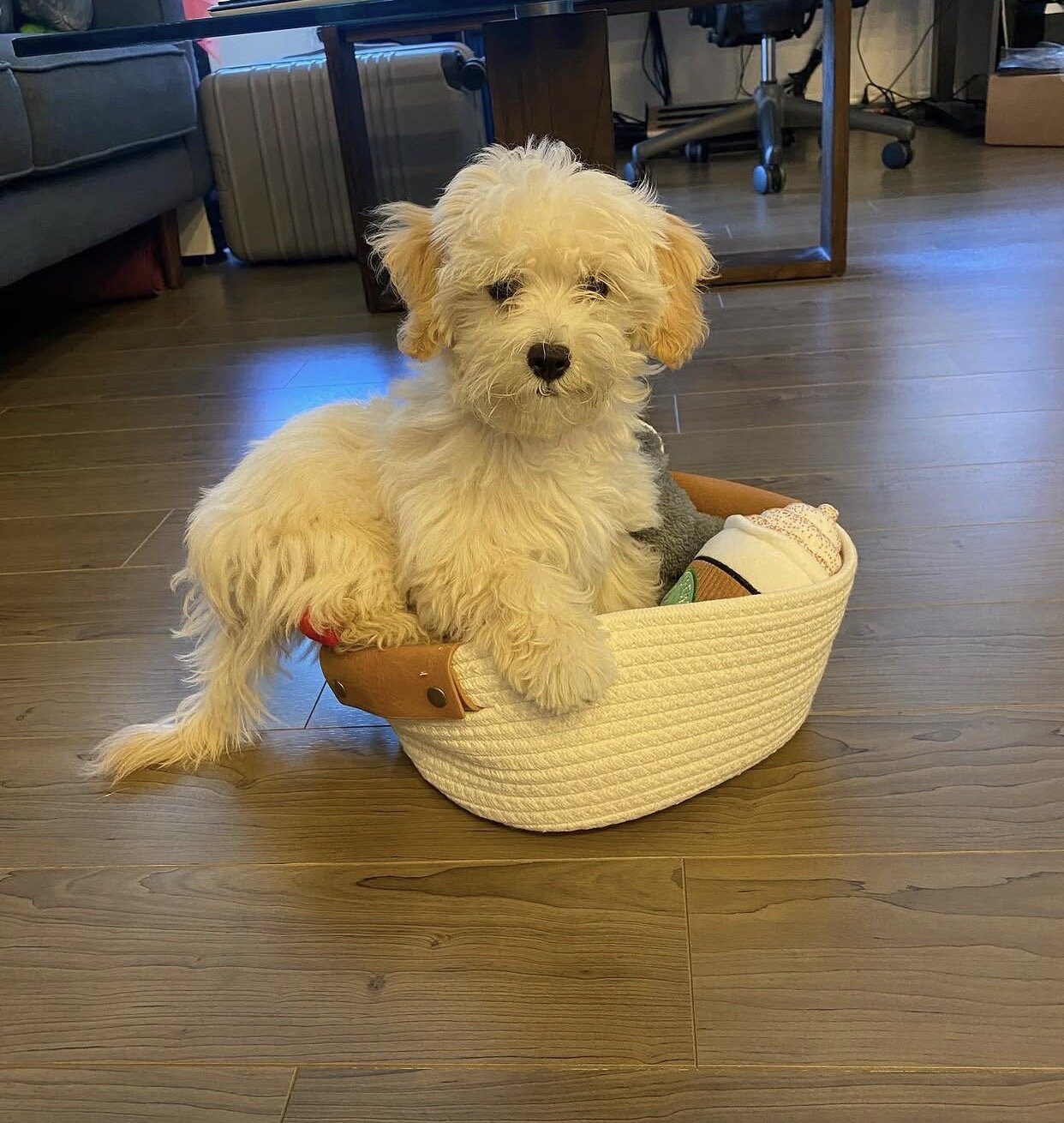 My 13 weeks old maltipoo Puppy needs a new home image 3