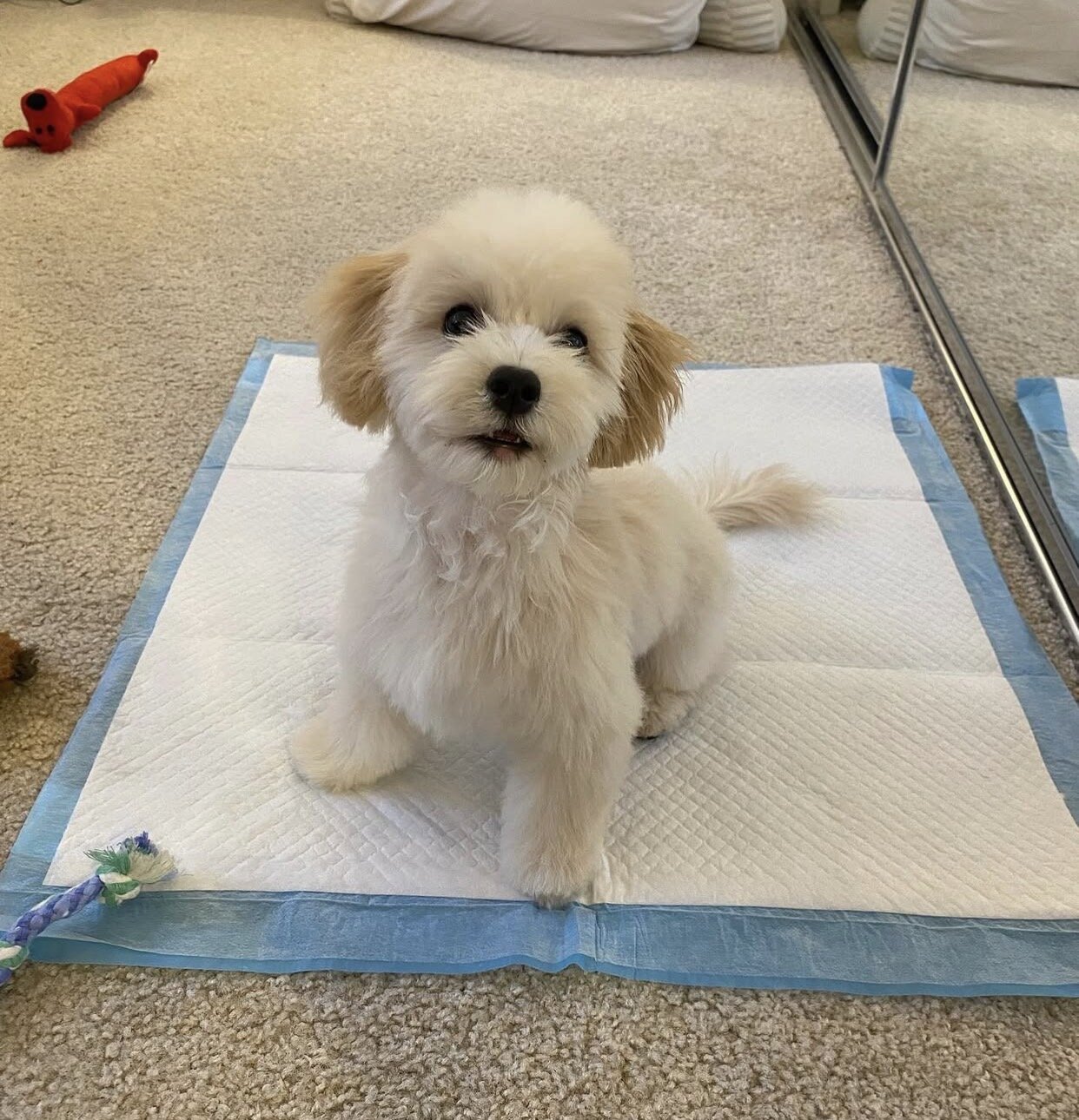 My 13 weeks old maltipoo Puppy needs a new home image 2