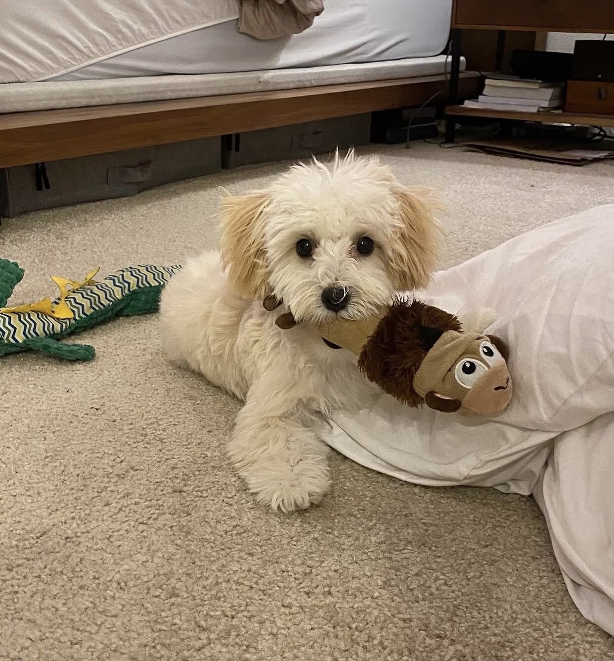 My 13 weeks old maltipoo Puppy needs a new home image 1