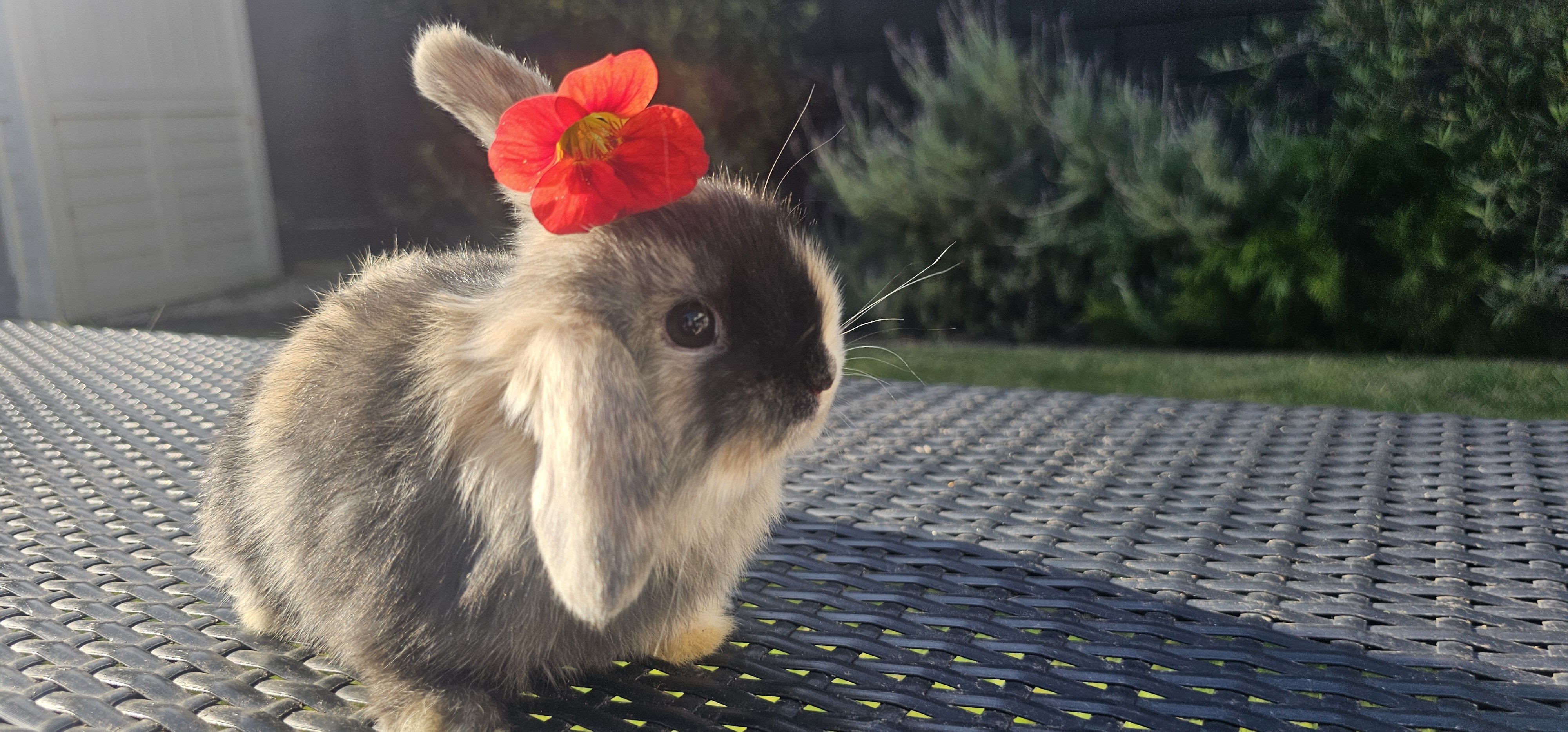 Purebred Holland Lops image 1