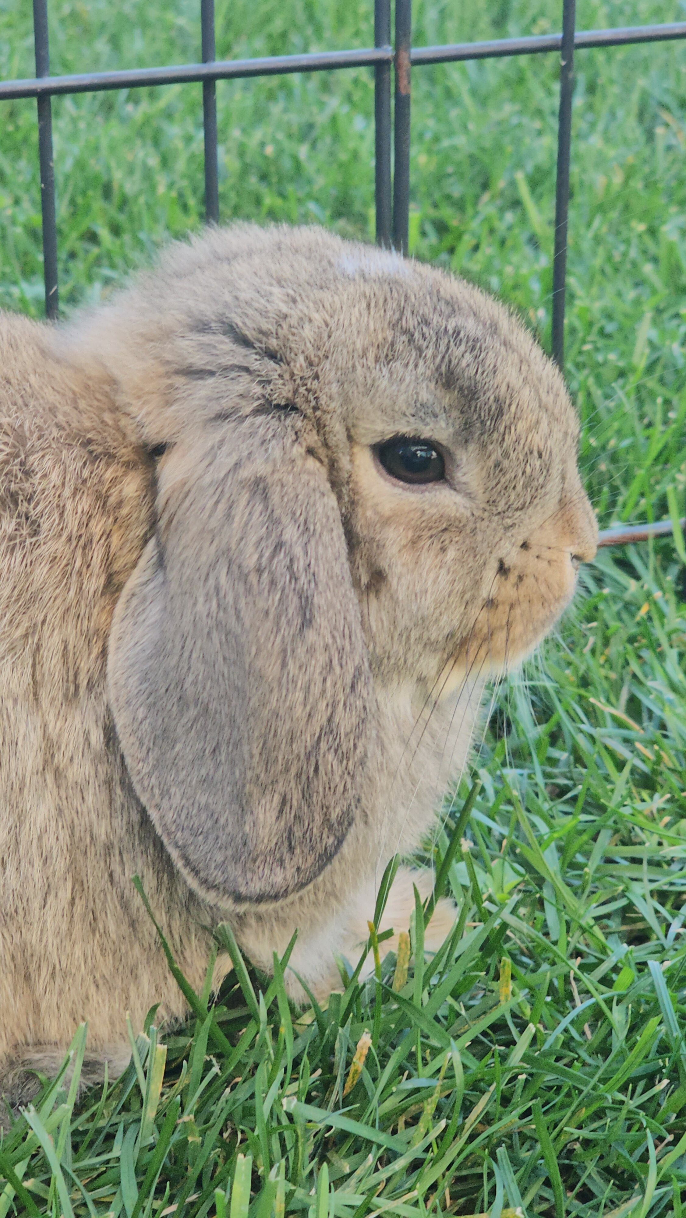 Purebred Holland Lops image 2