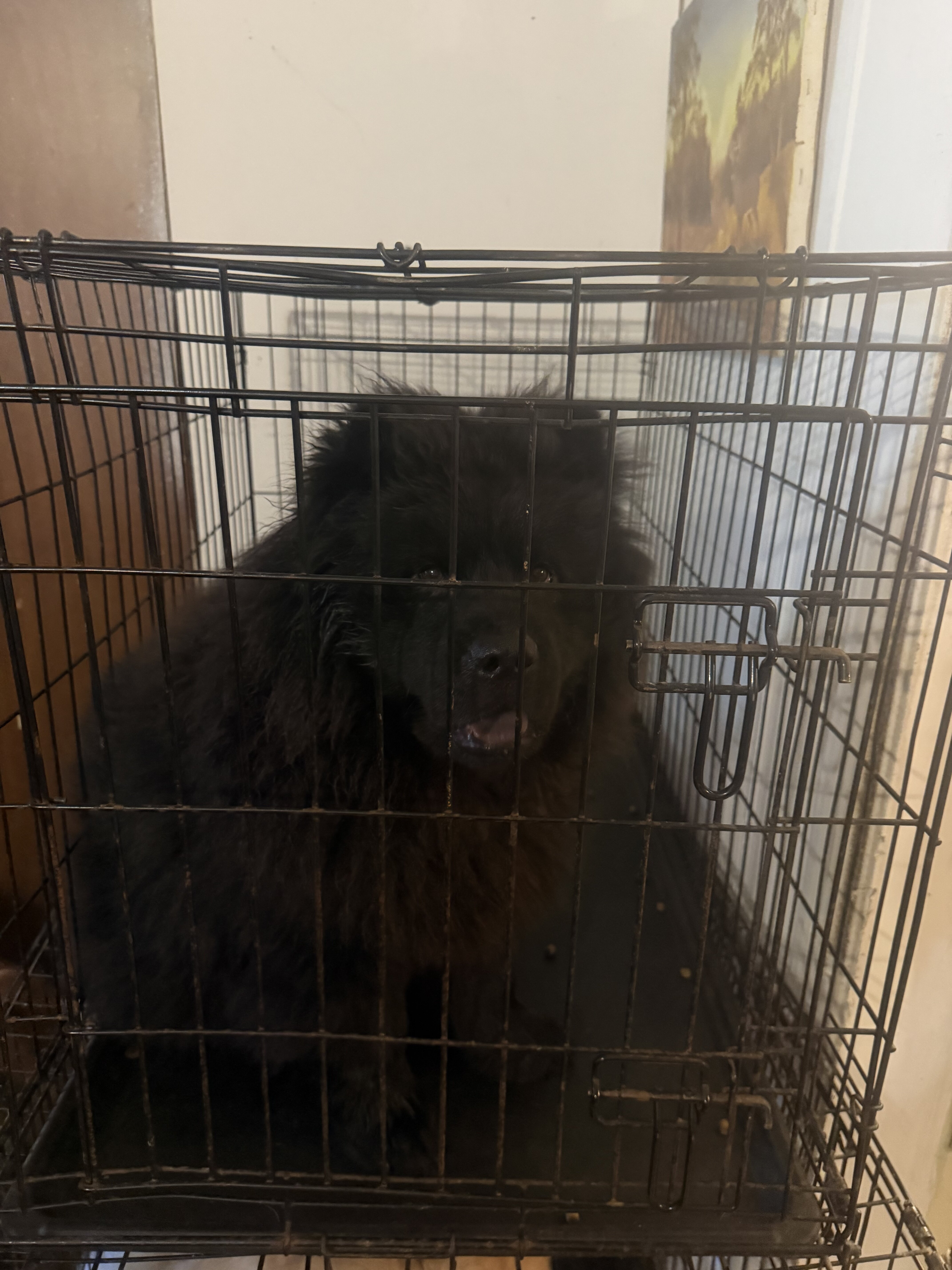 Male Chow Puppy image 1