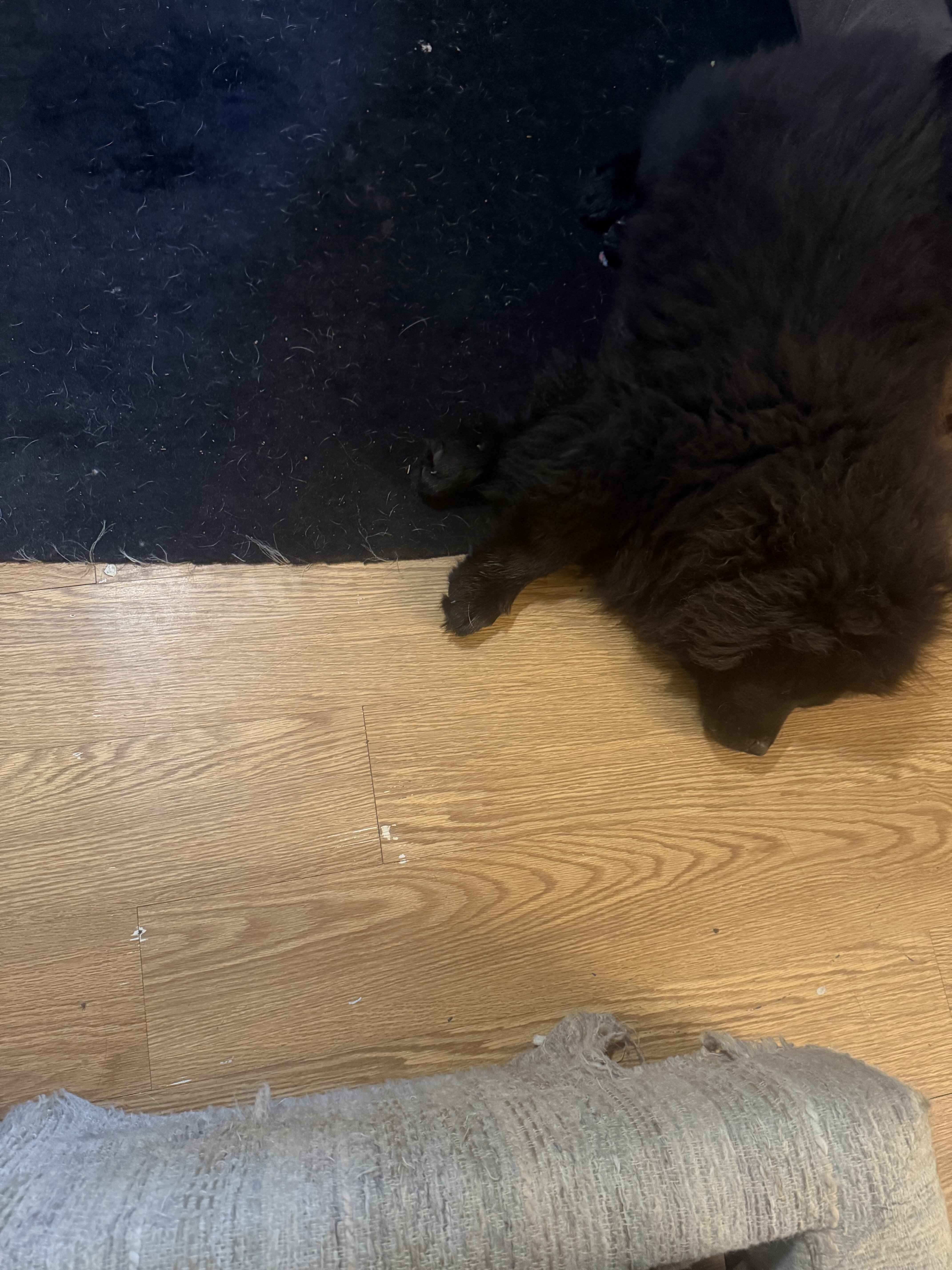 Male Chow Puppy image 2