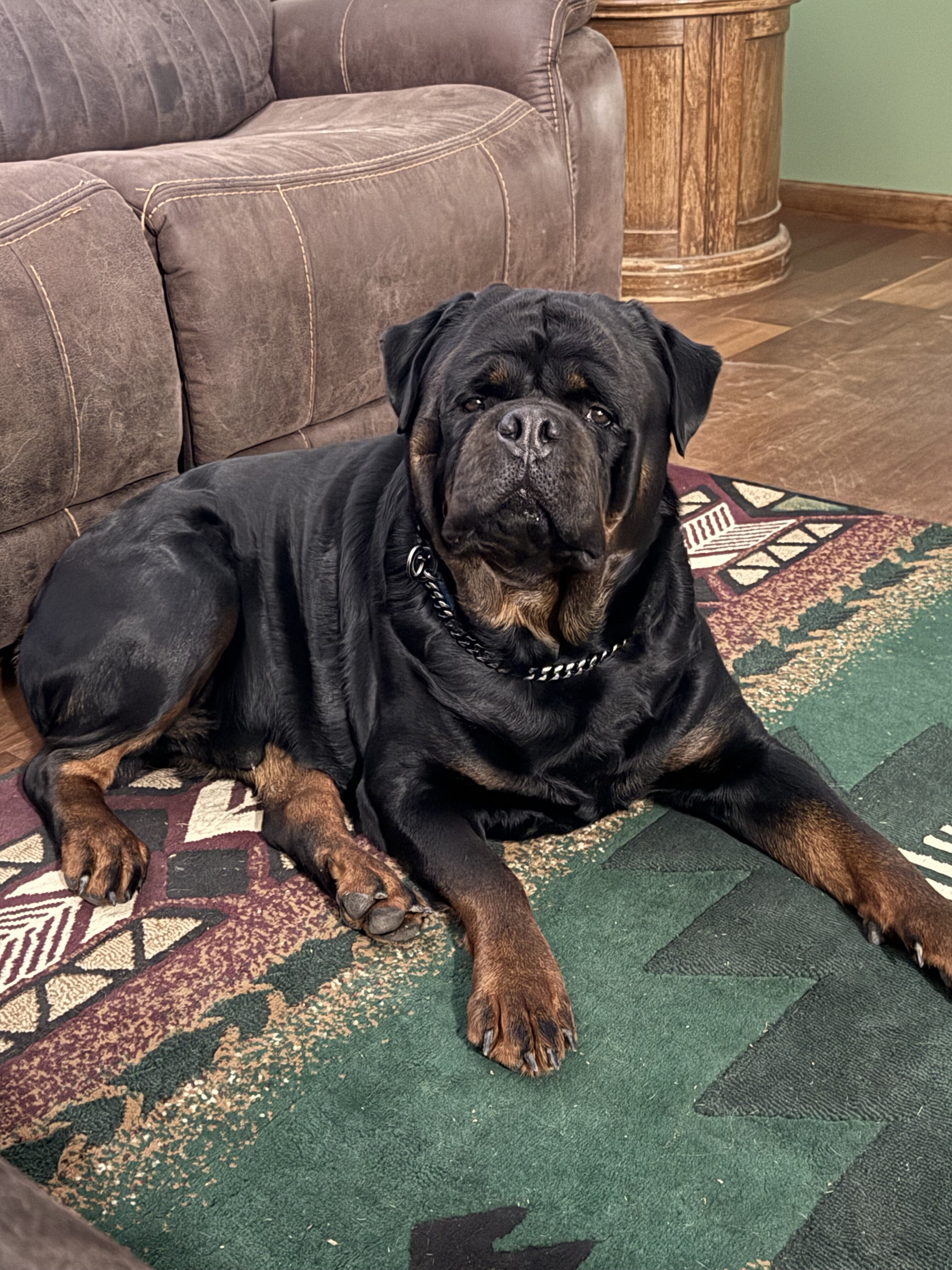 Rottweiler puppies image 4