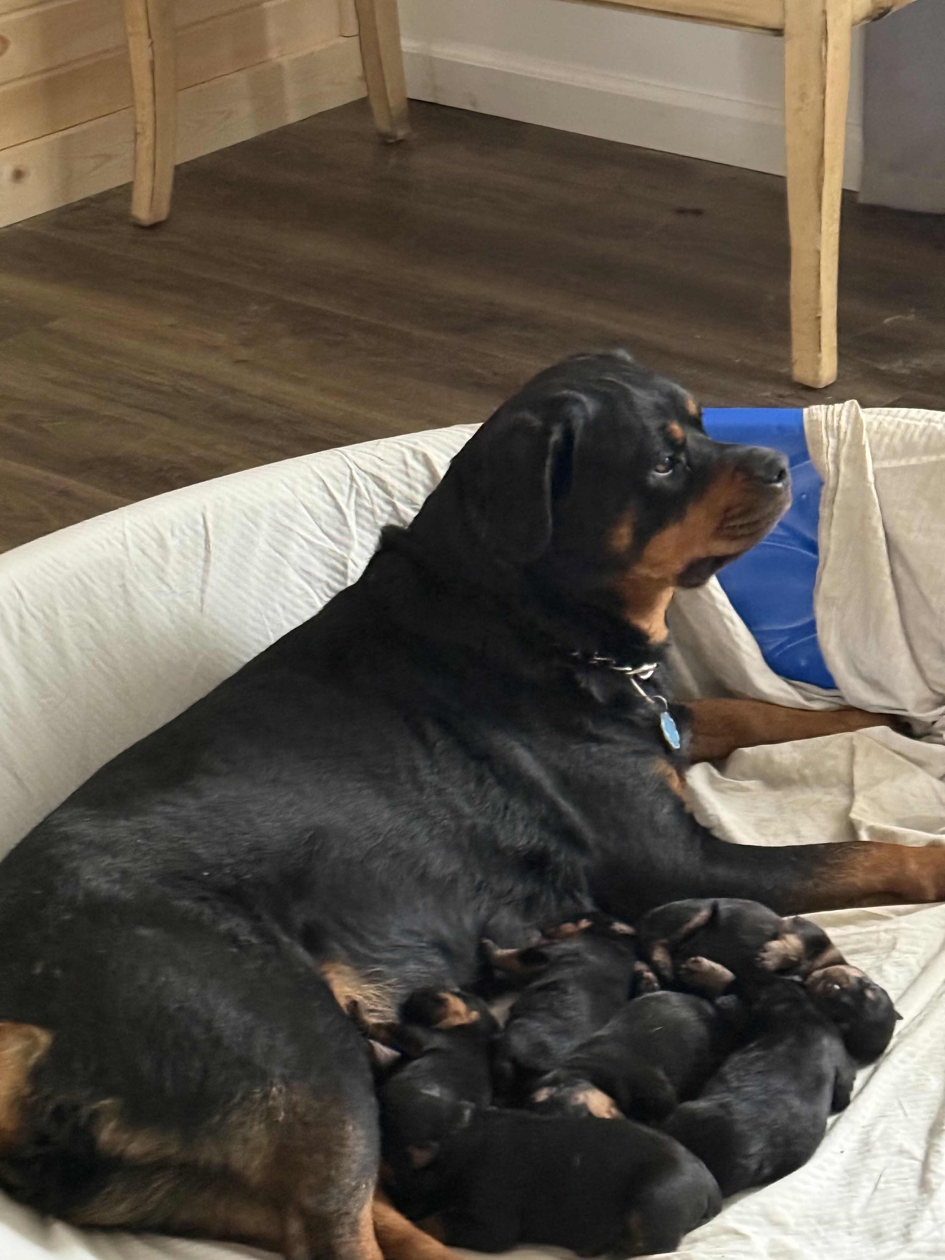 Rottweiler puppies image 5