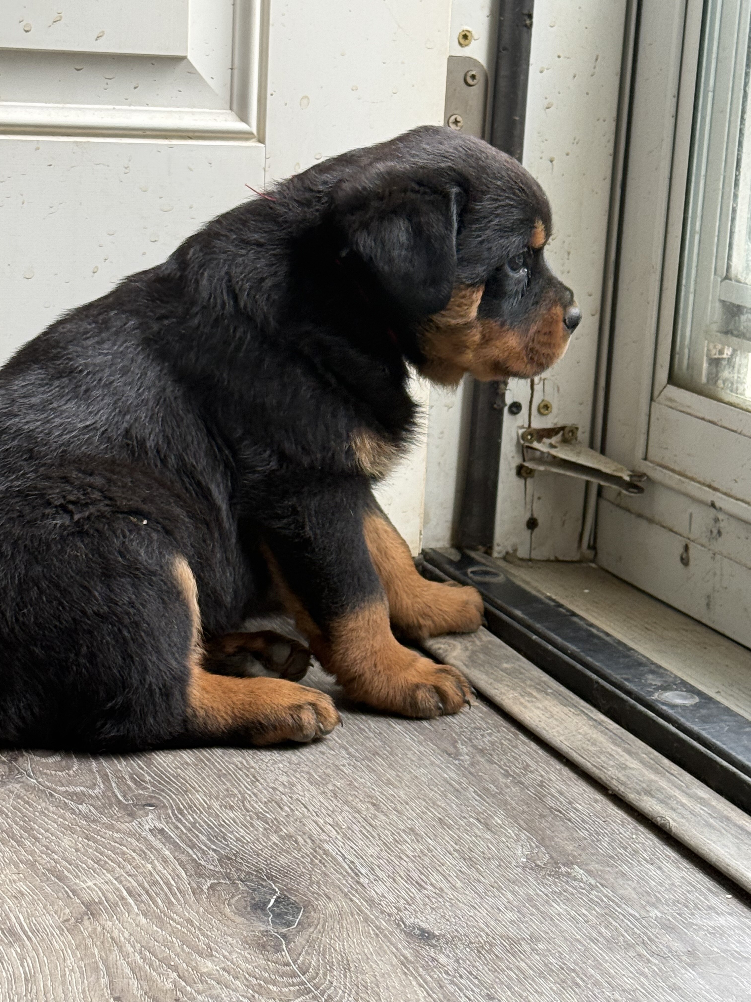 Rottweiler puppies image 3