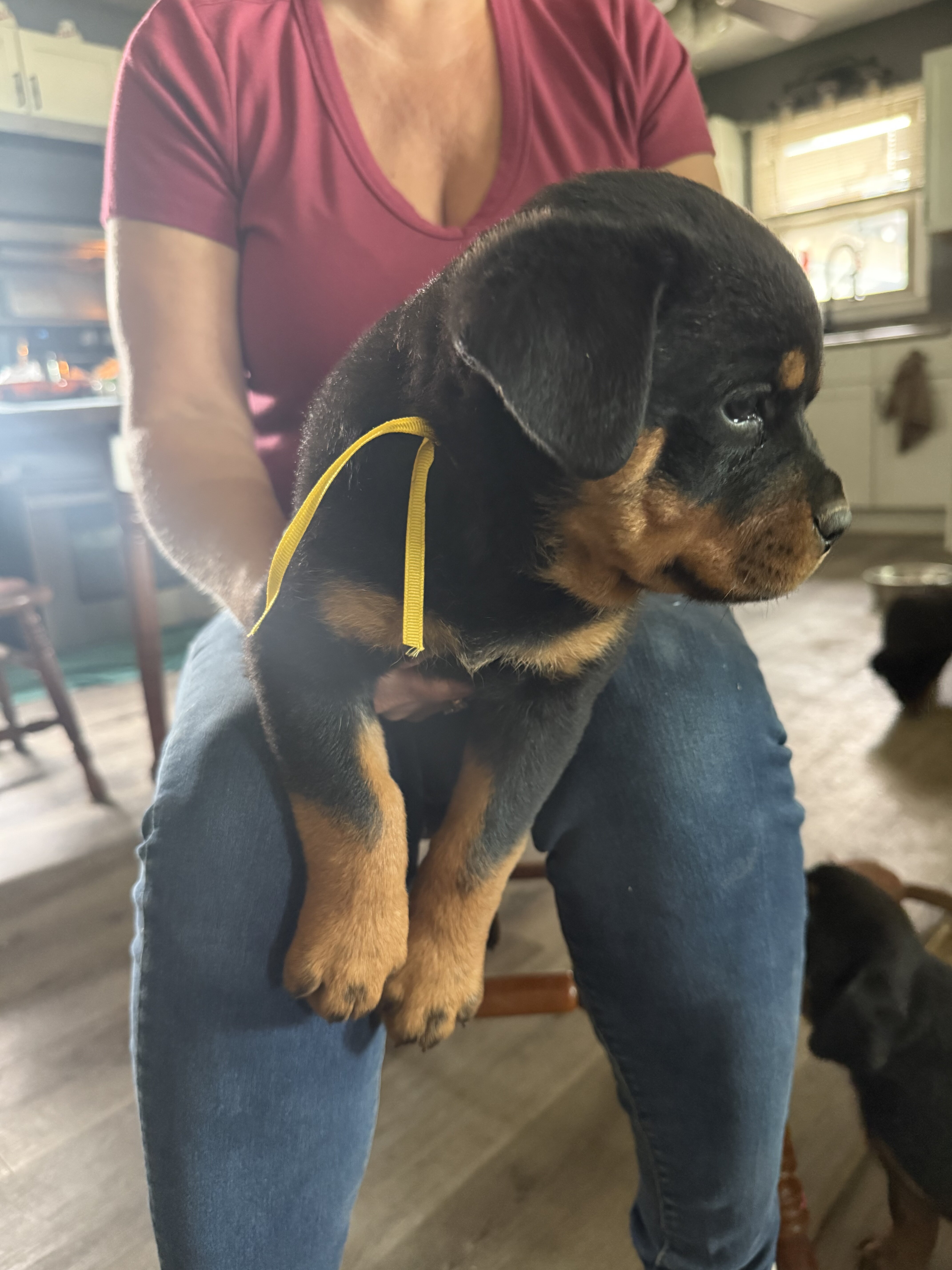 Rottweiler puppies image 2