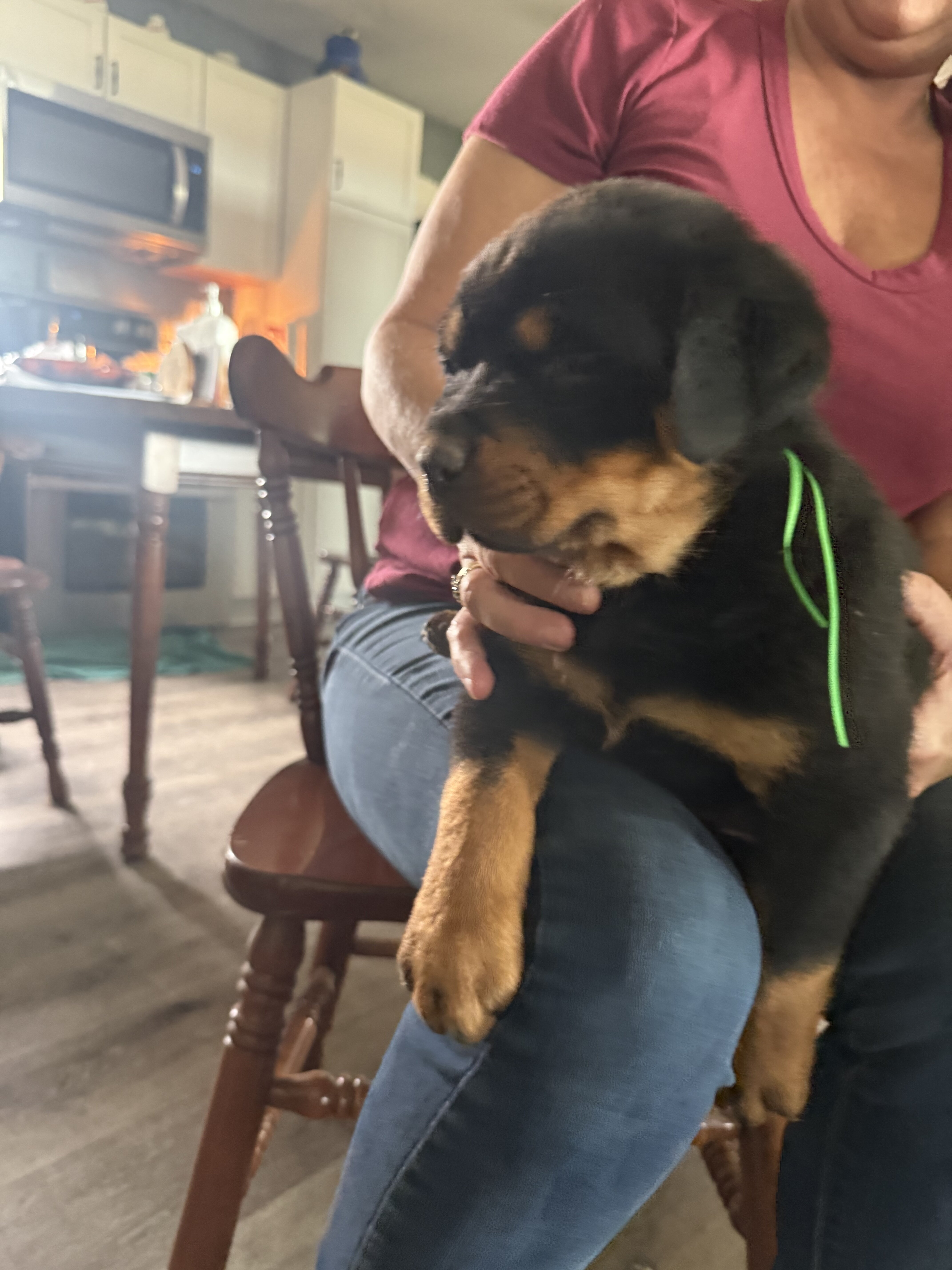 Rottweiler puppies image 1