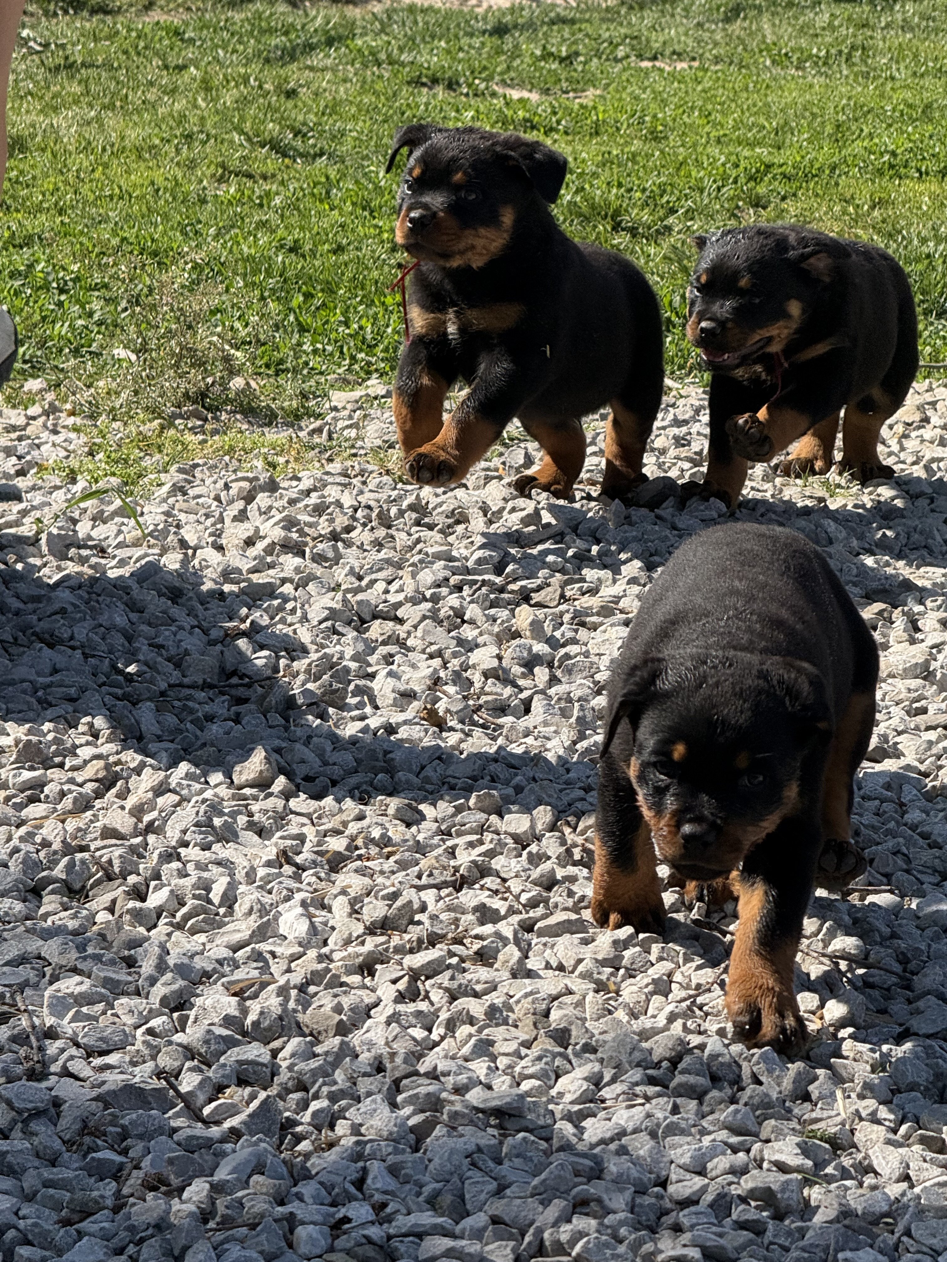 Rottweiler puppies image 6