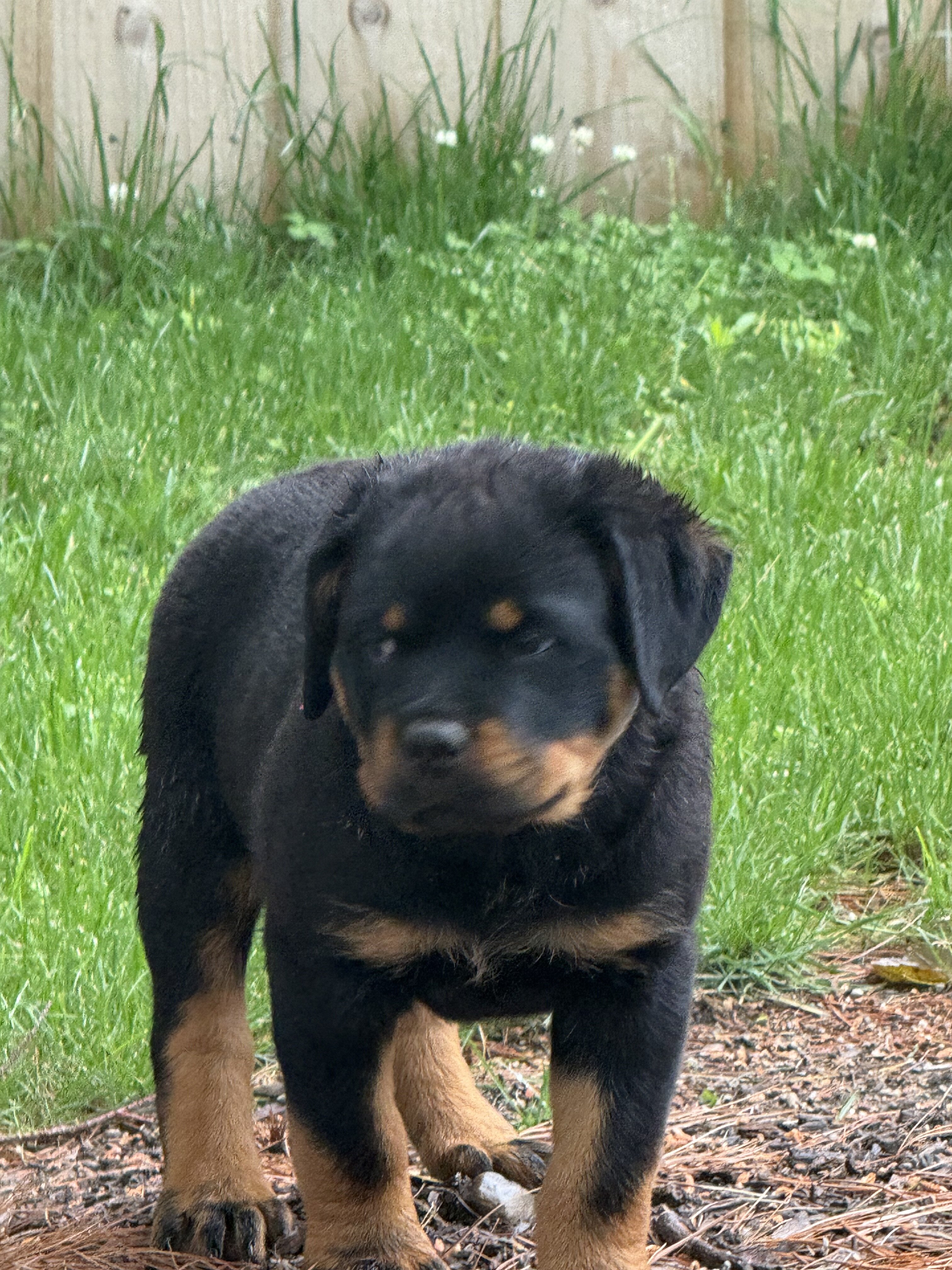 Rottweiler puppies image 7