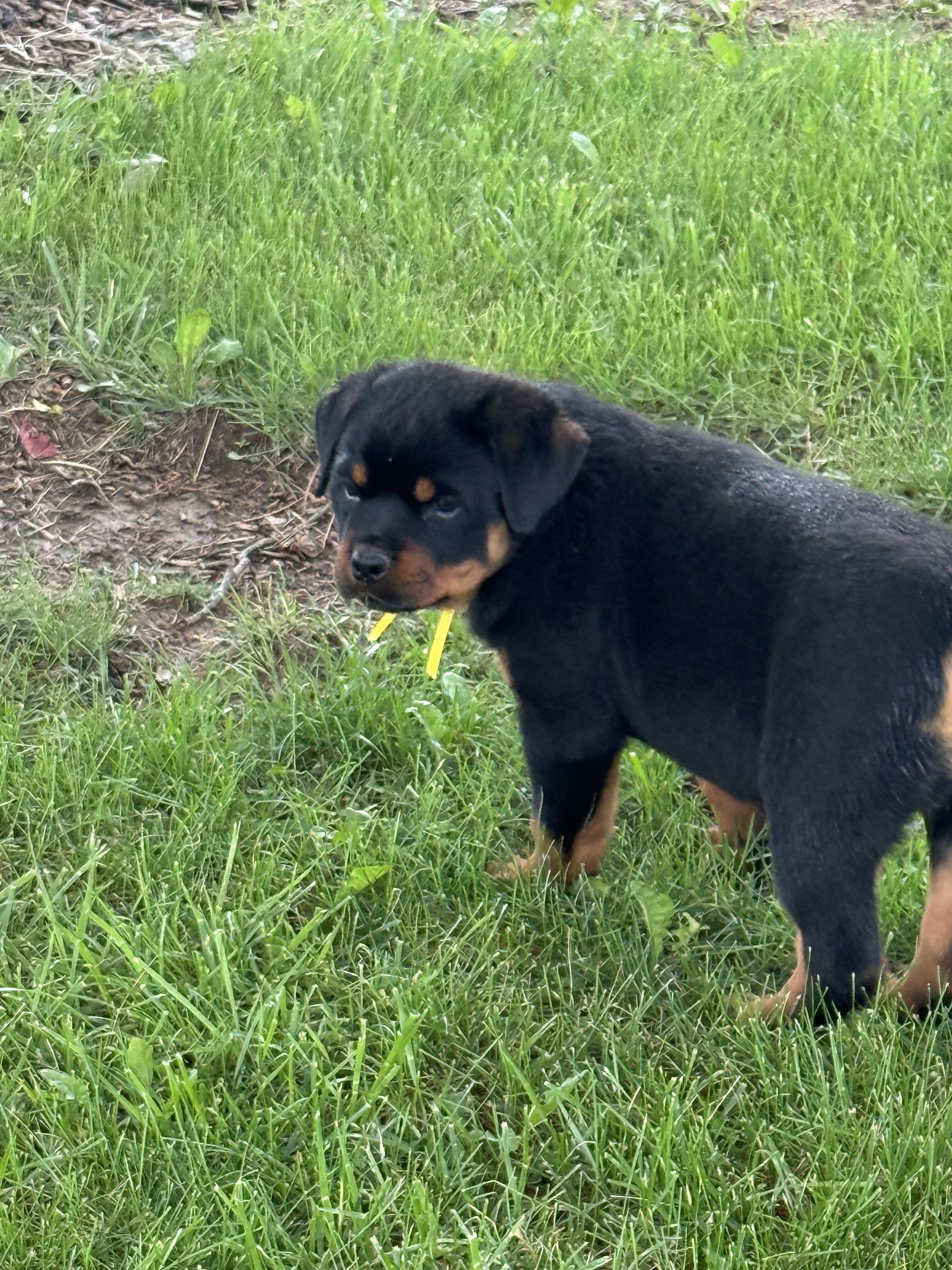 Rottweiler puppies image 9