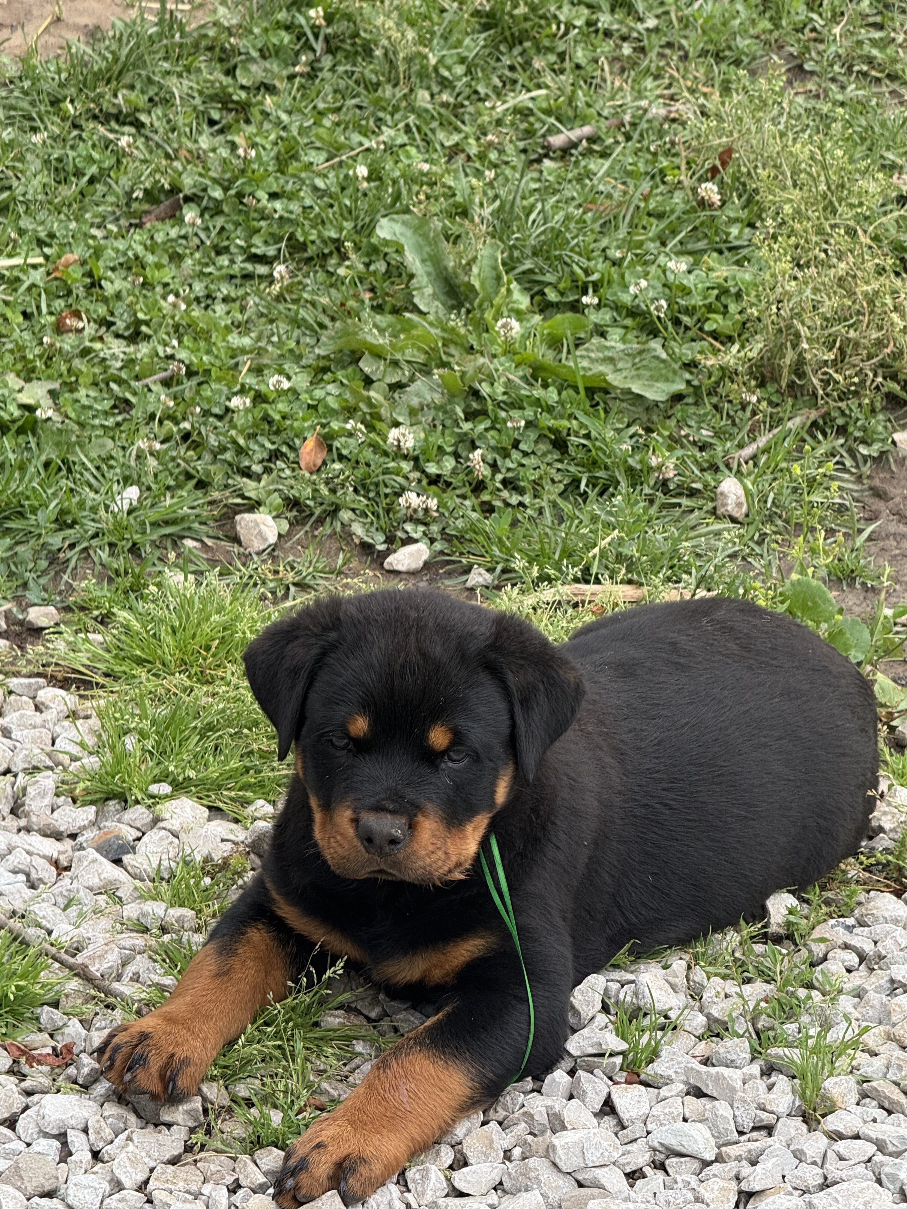 Rottweiler puppies image 10