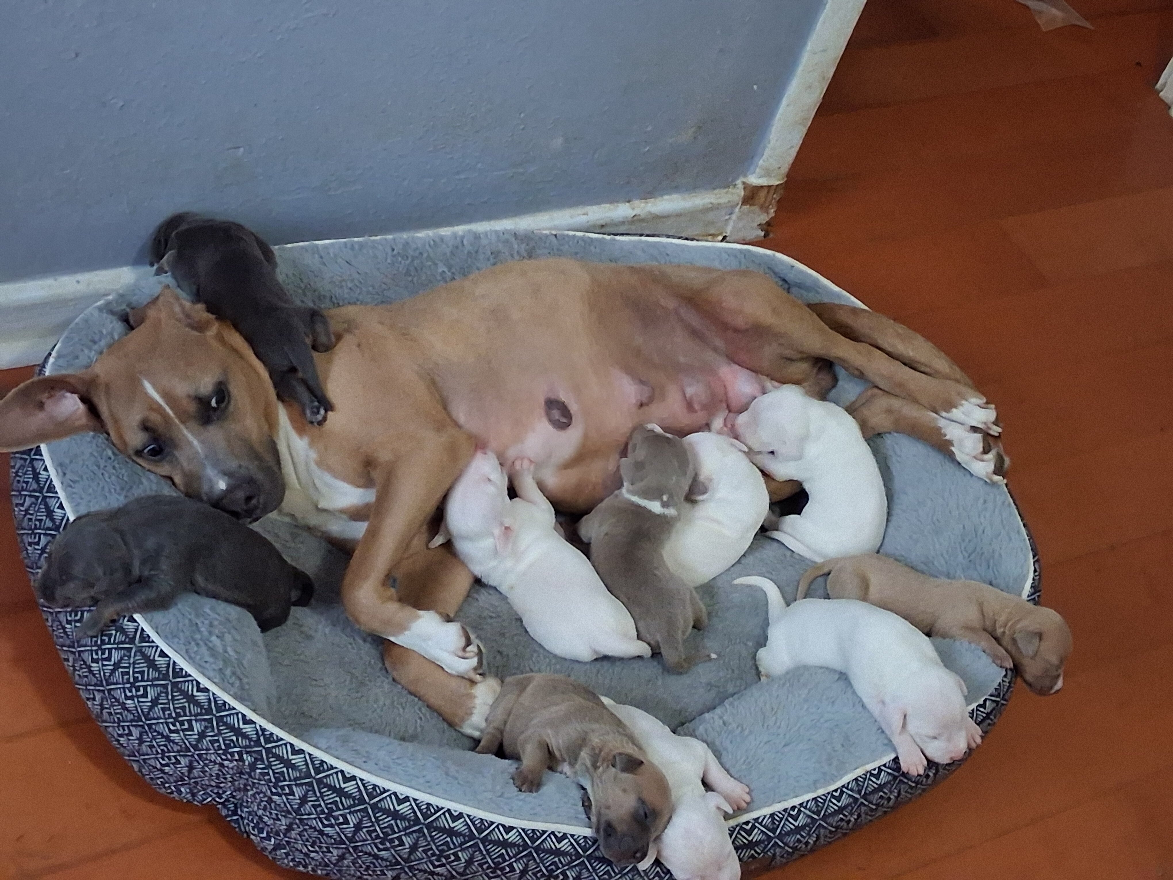 Puppies image 8