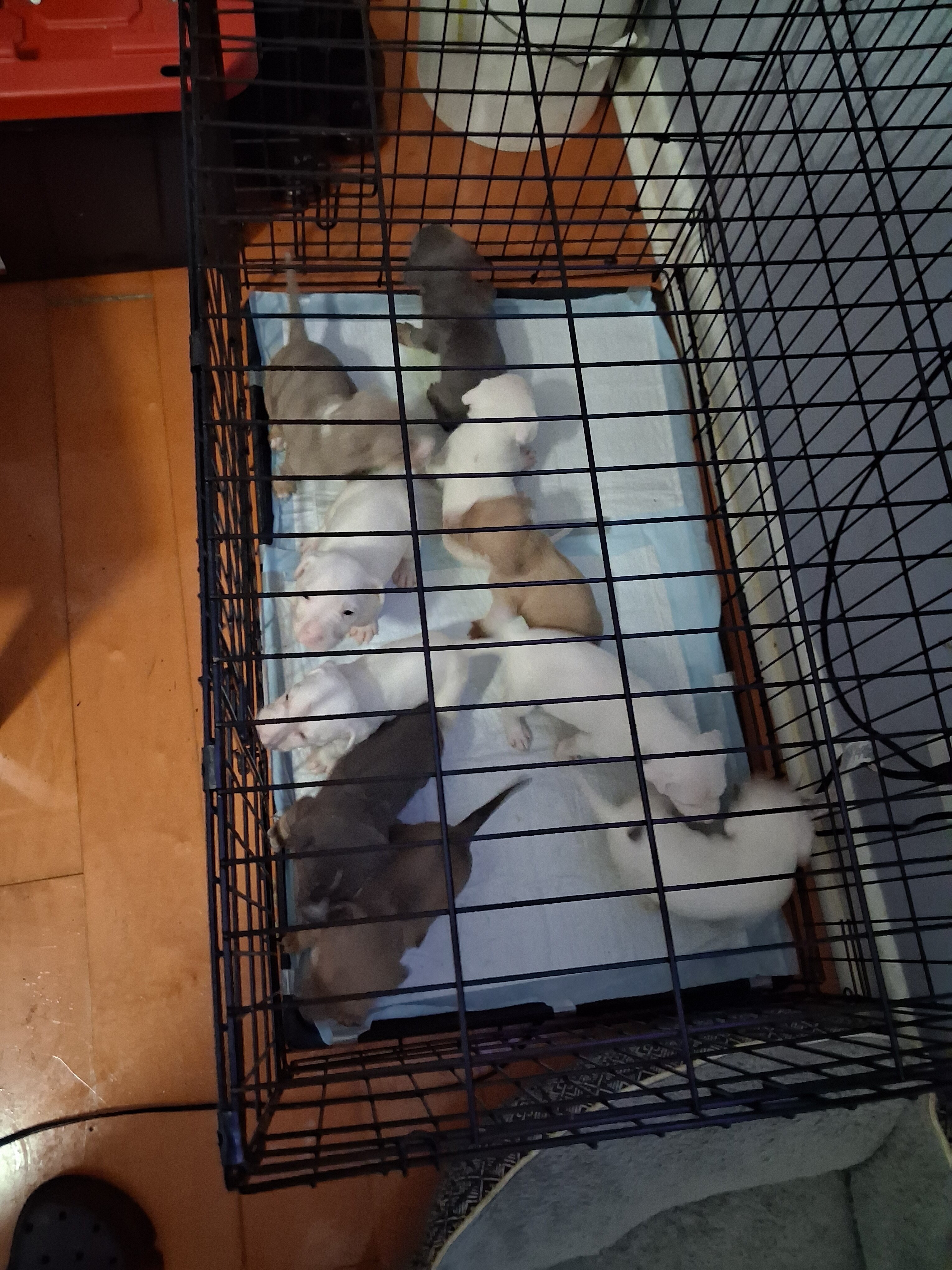 Puppies image 7