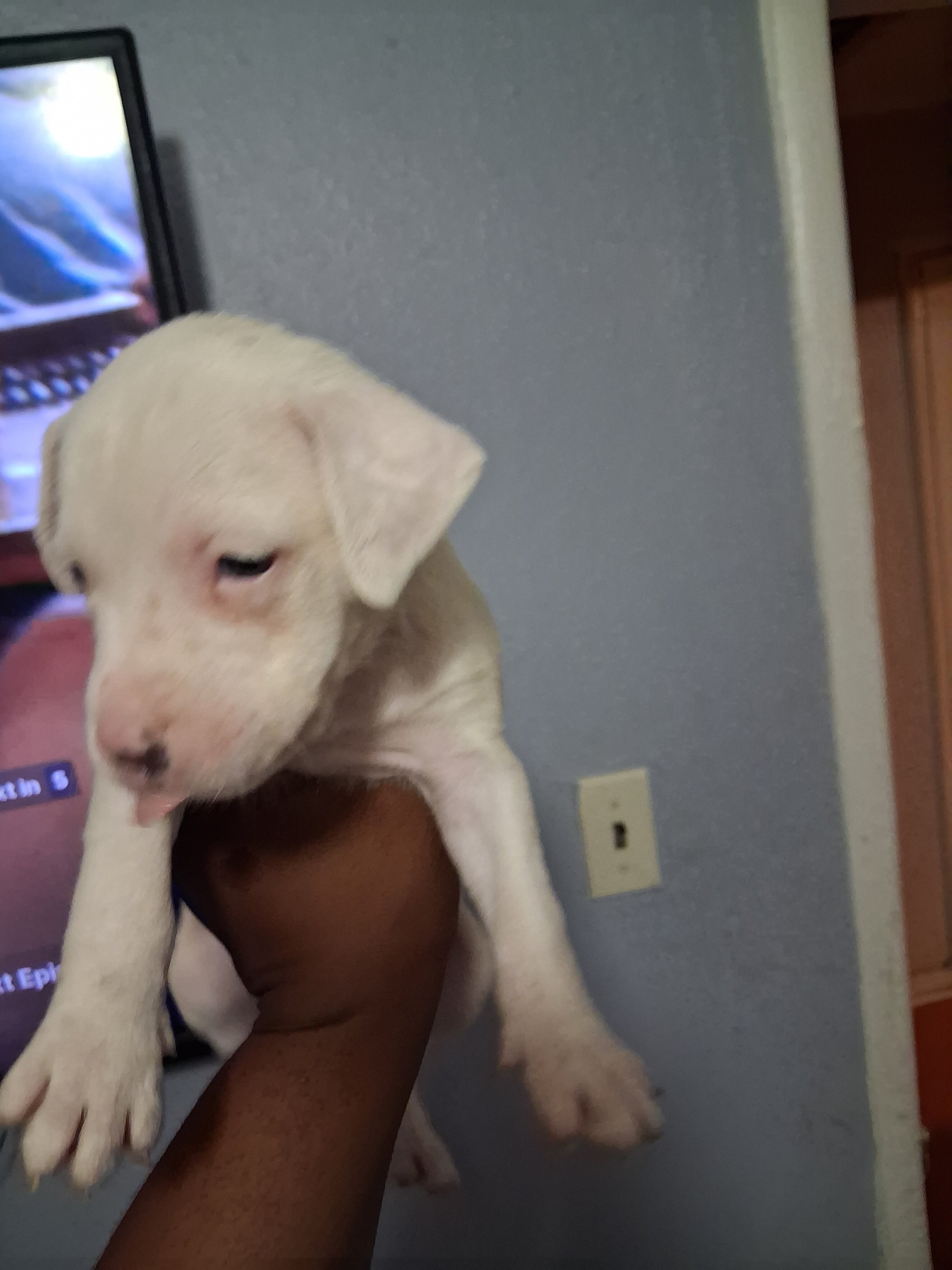 Puppies image 6