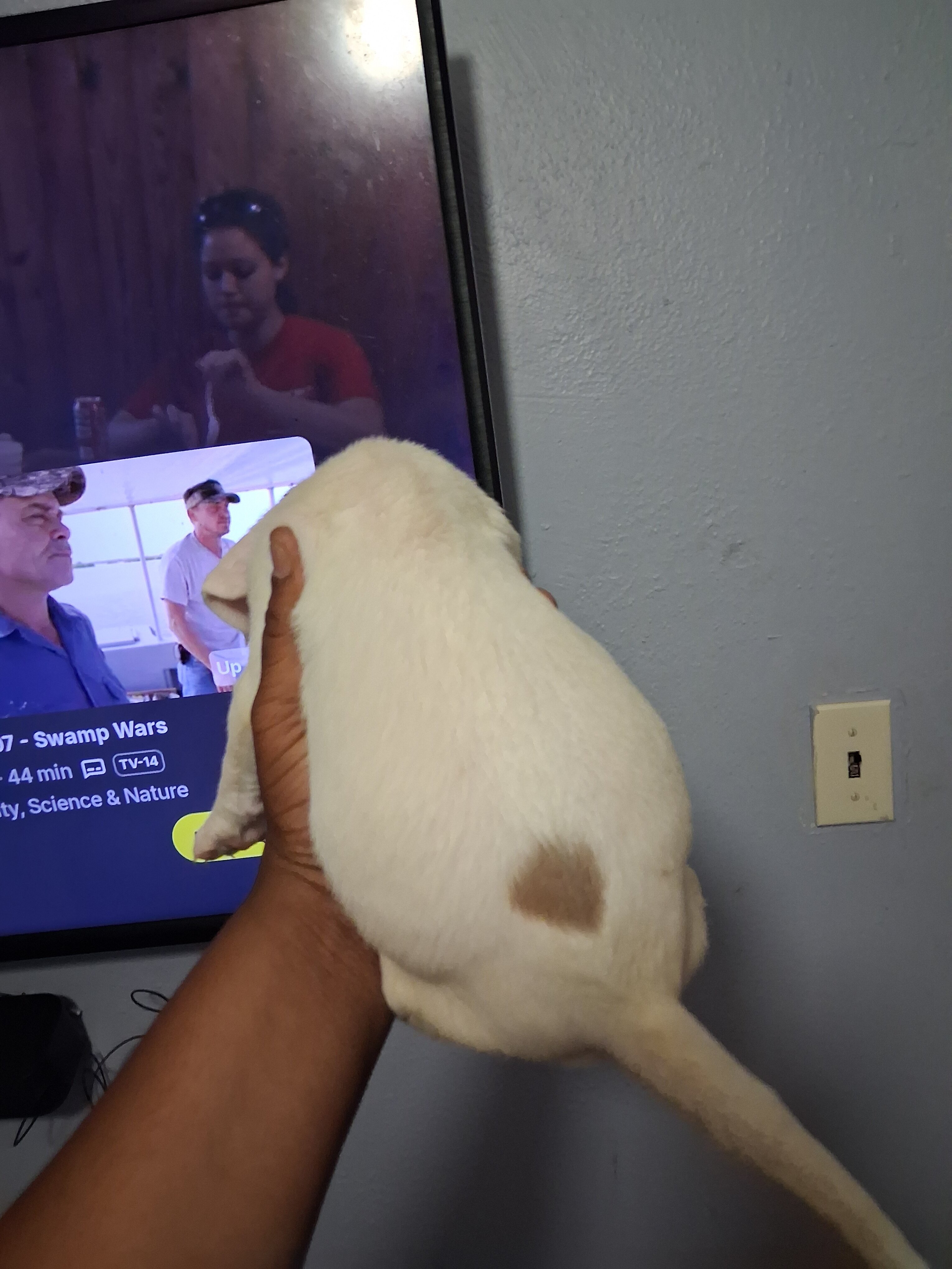 Puppies image 5