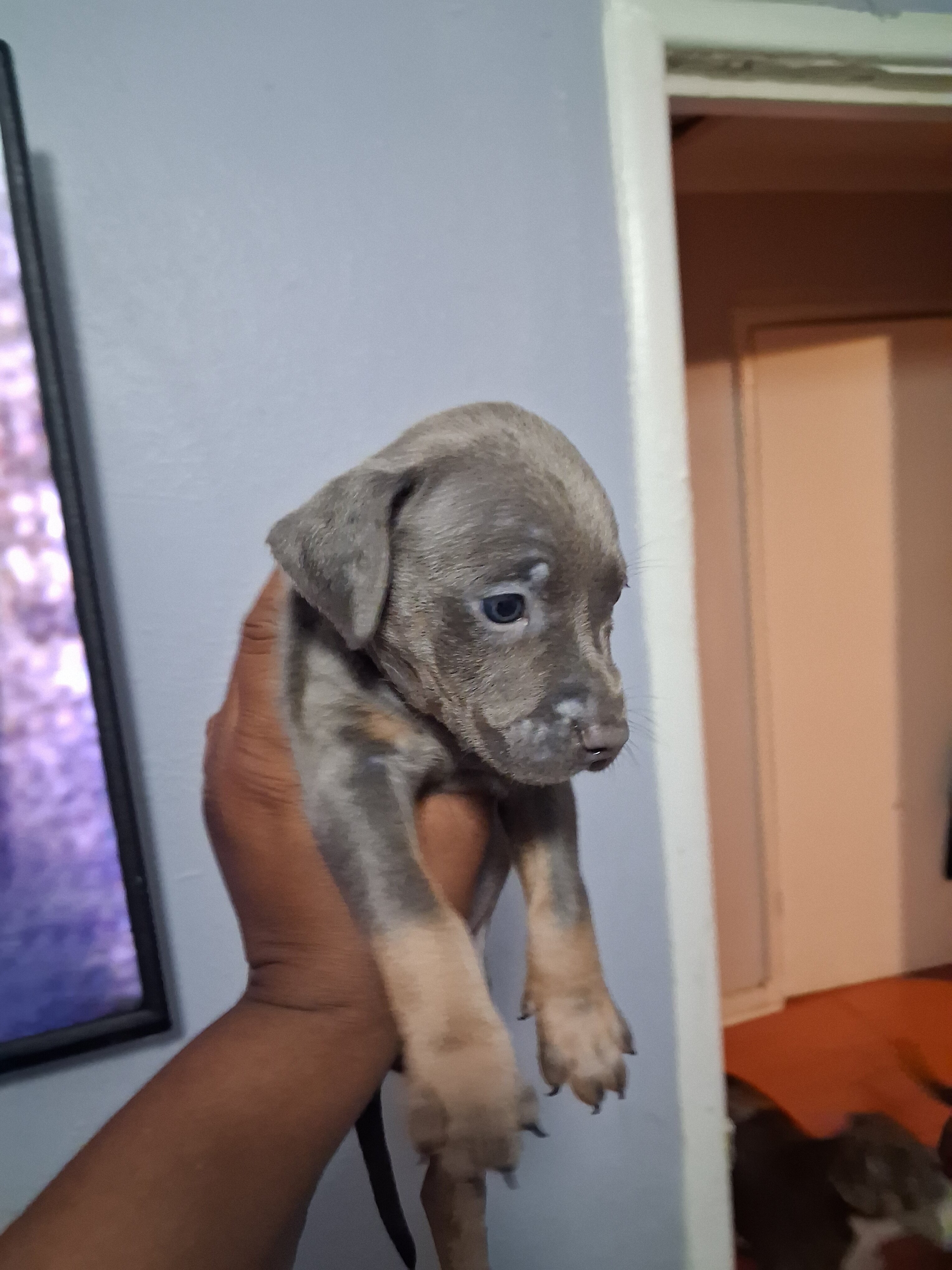 Puppies image 4