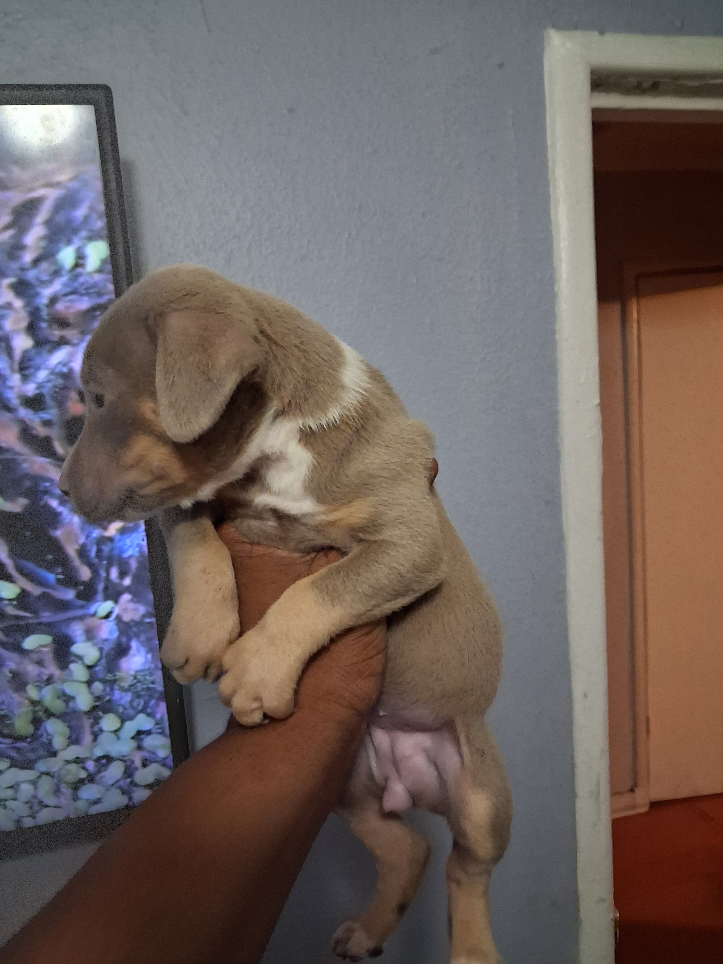 Puppies image 3