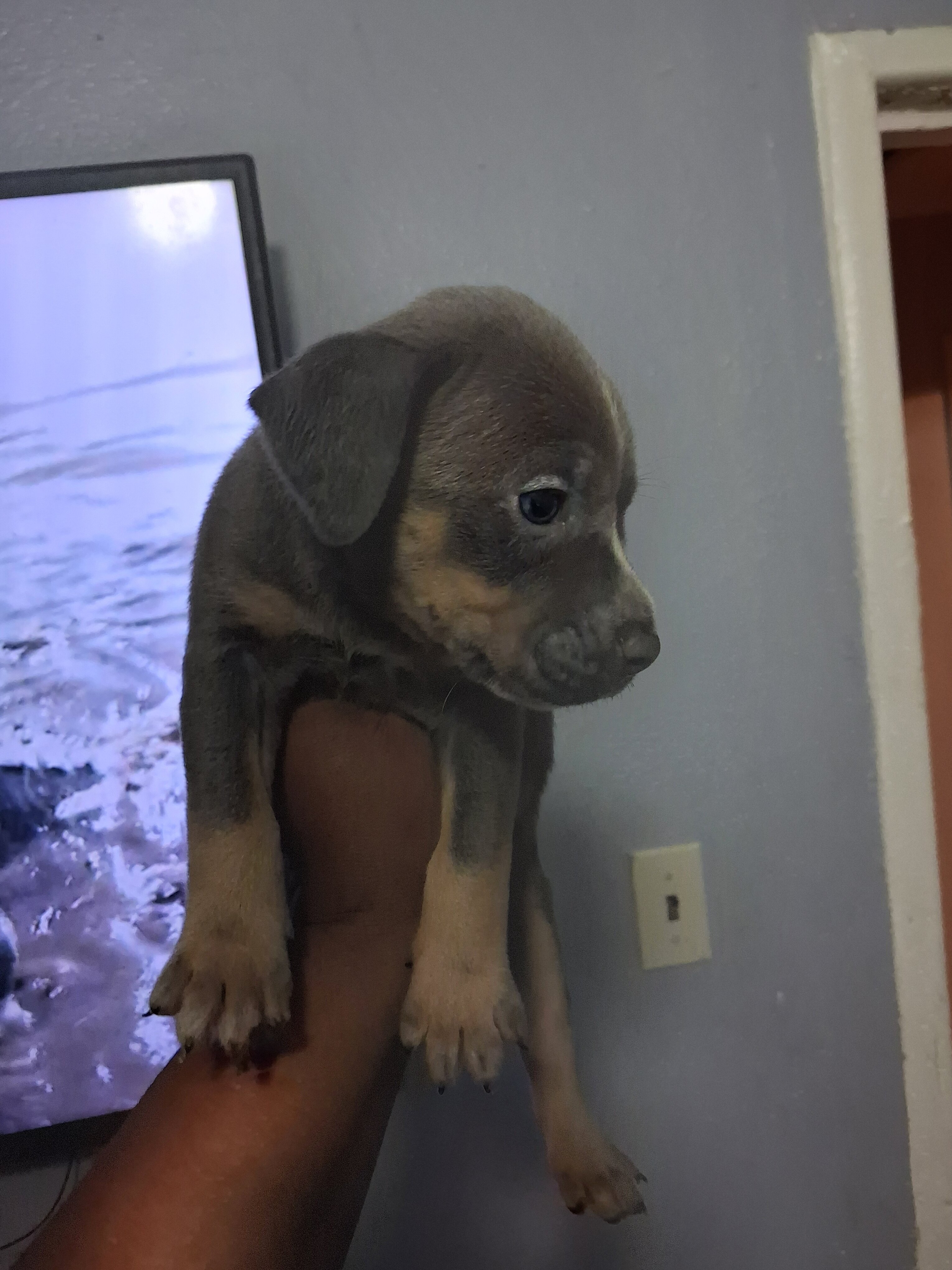 Puppies image 2