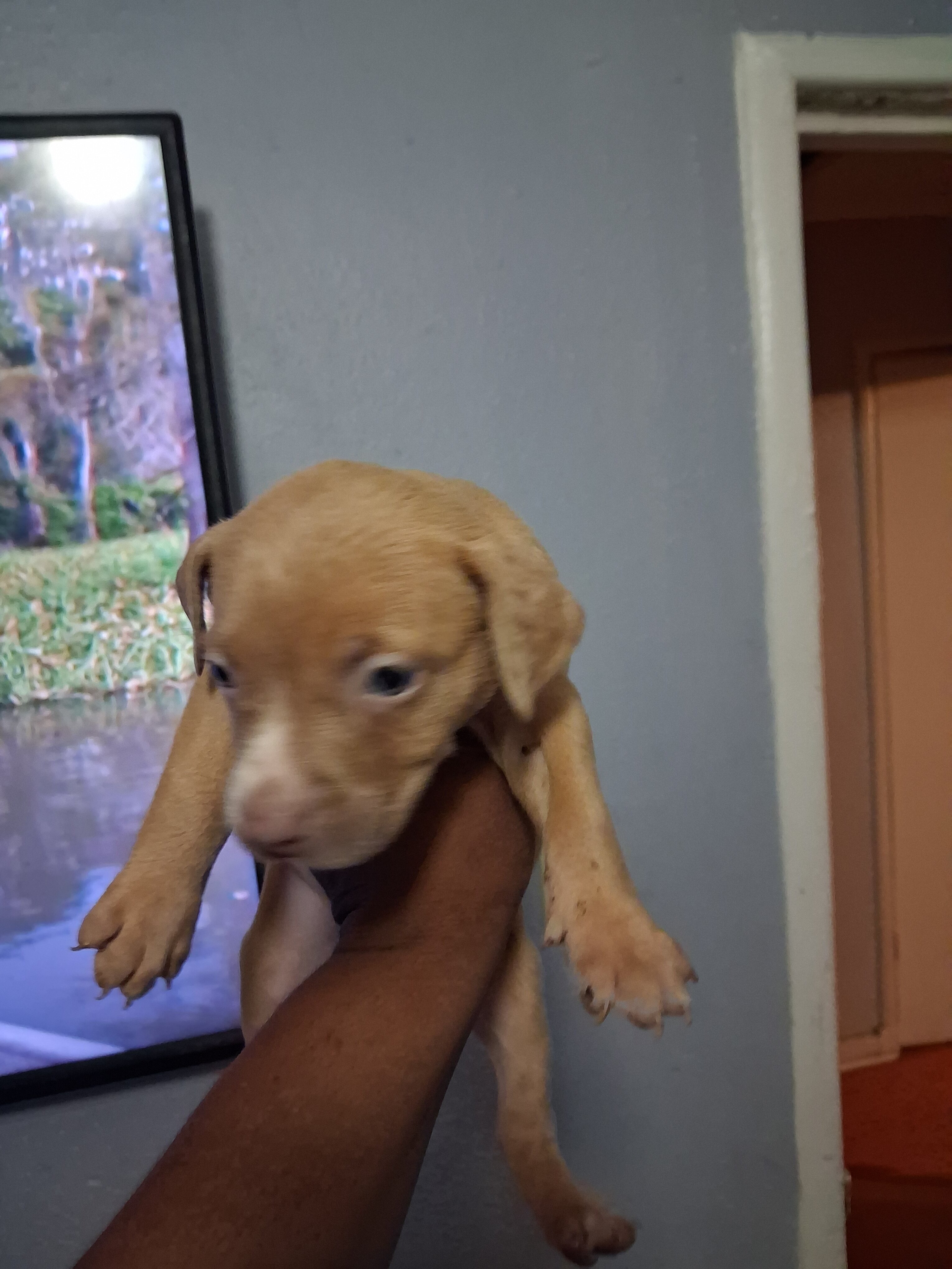 Puppies image 1