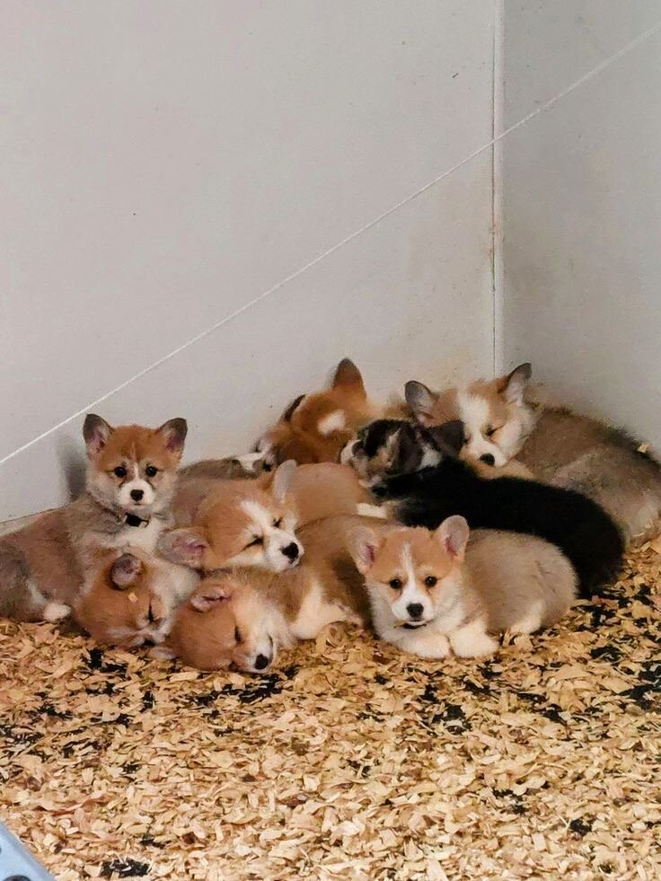 Corgi Puppy image 1