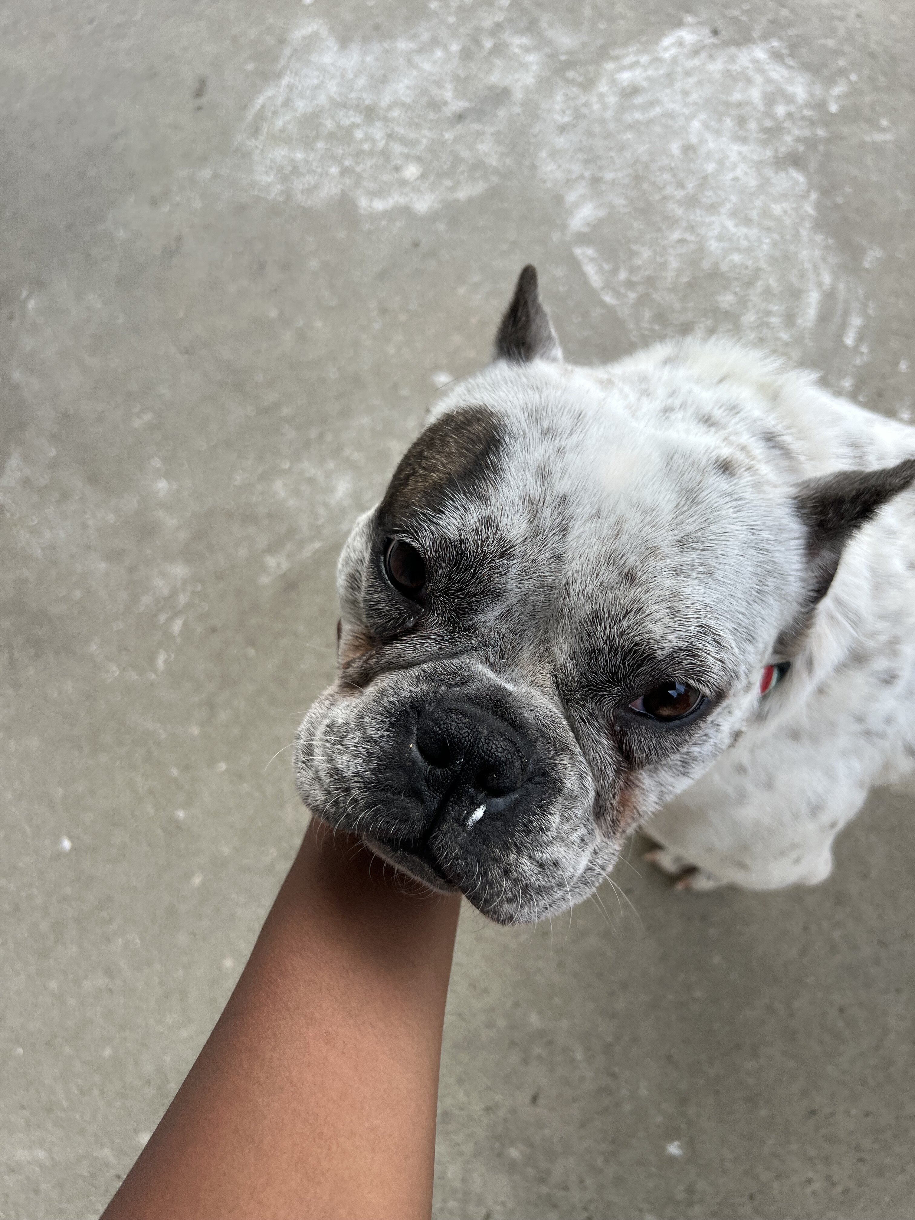 Micro Bully image 1