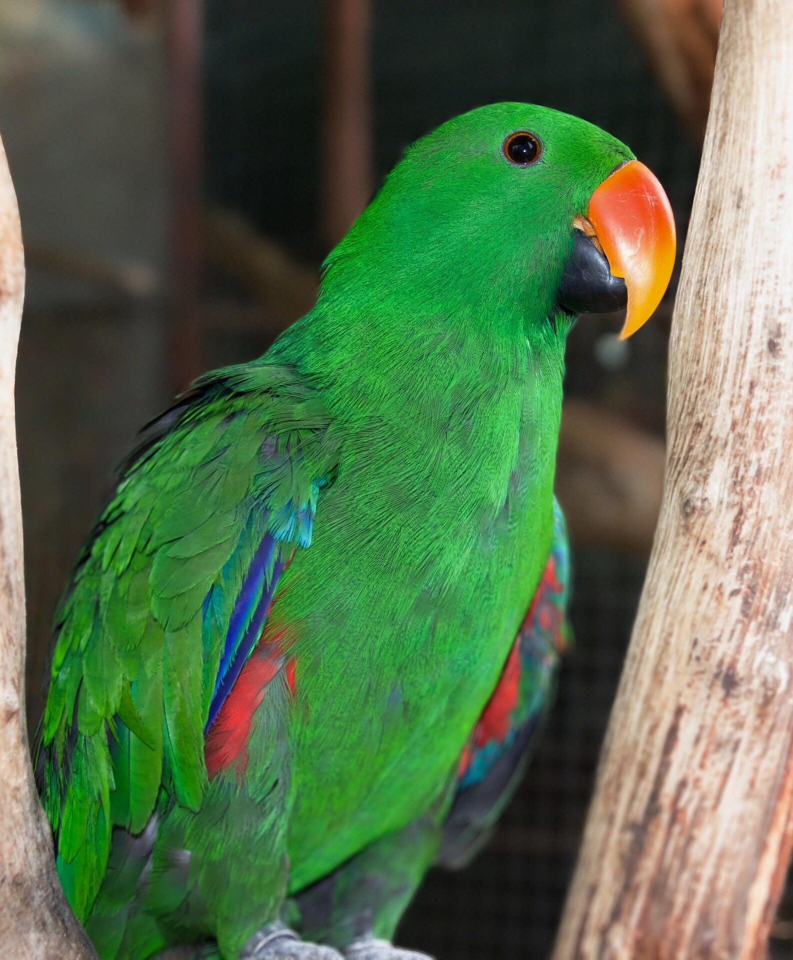 Eclectus Parrot – Male & Female Hand-Raised image 1