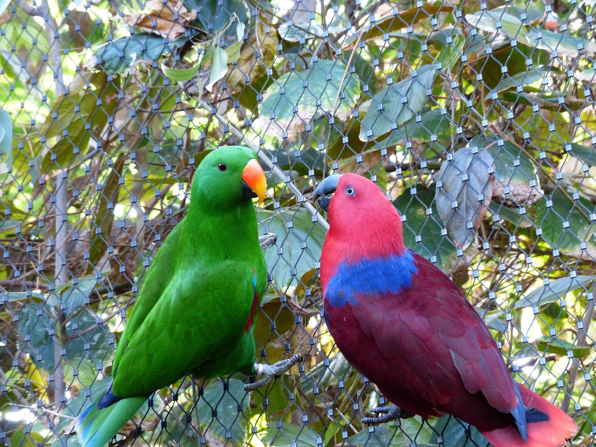 Eclectus Parrot – Male & Female Hand-Raised image 4