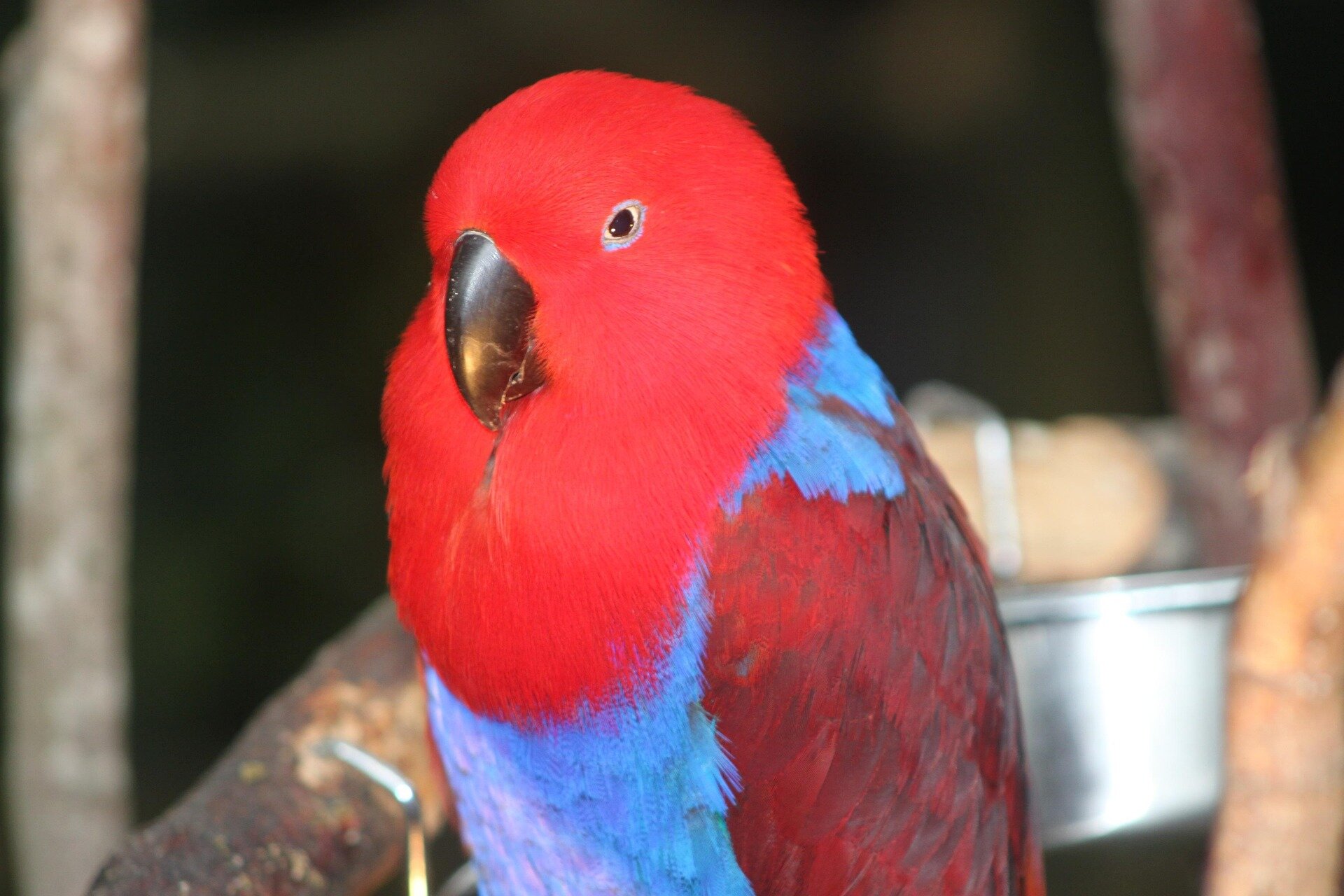 Eclectus Parrot – Male & Female Hand-Raised image 3