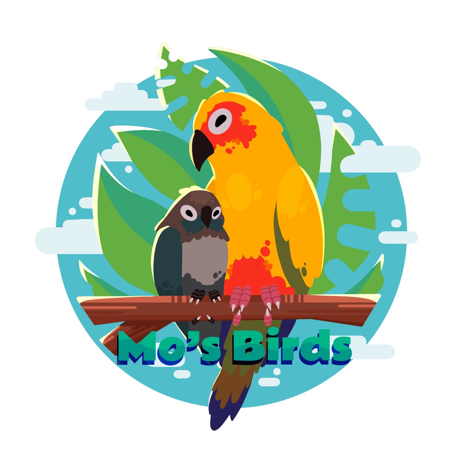 Eclectus Parrot – Male & Female Hand-Raised image 2