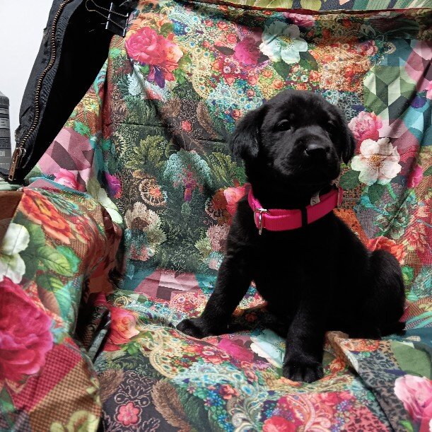 AKC Chocolate & Black Labrador Retriever puppies. image 4