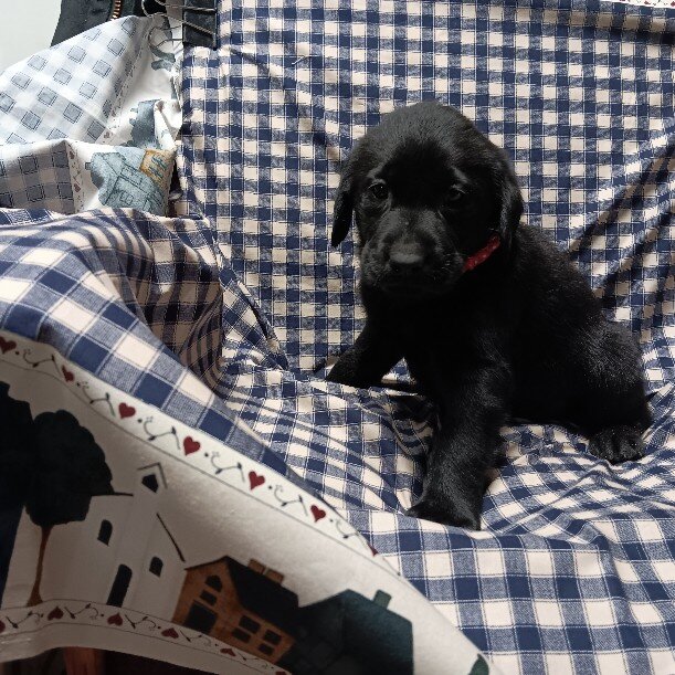 AKC Chocolate & Black Labrador Retriever puppies. image 1
