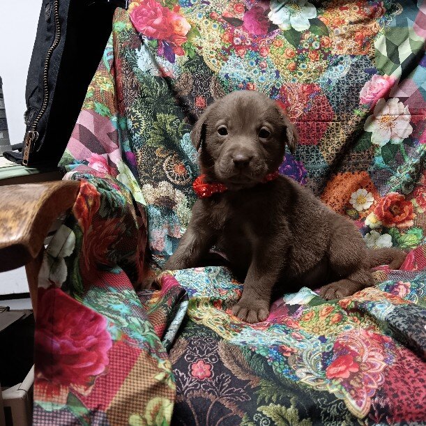 AKC Chocolate & Black Labrador Retriever puppies. image 3