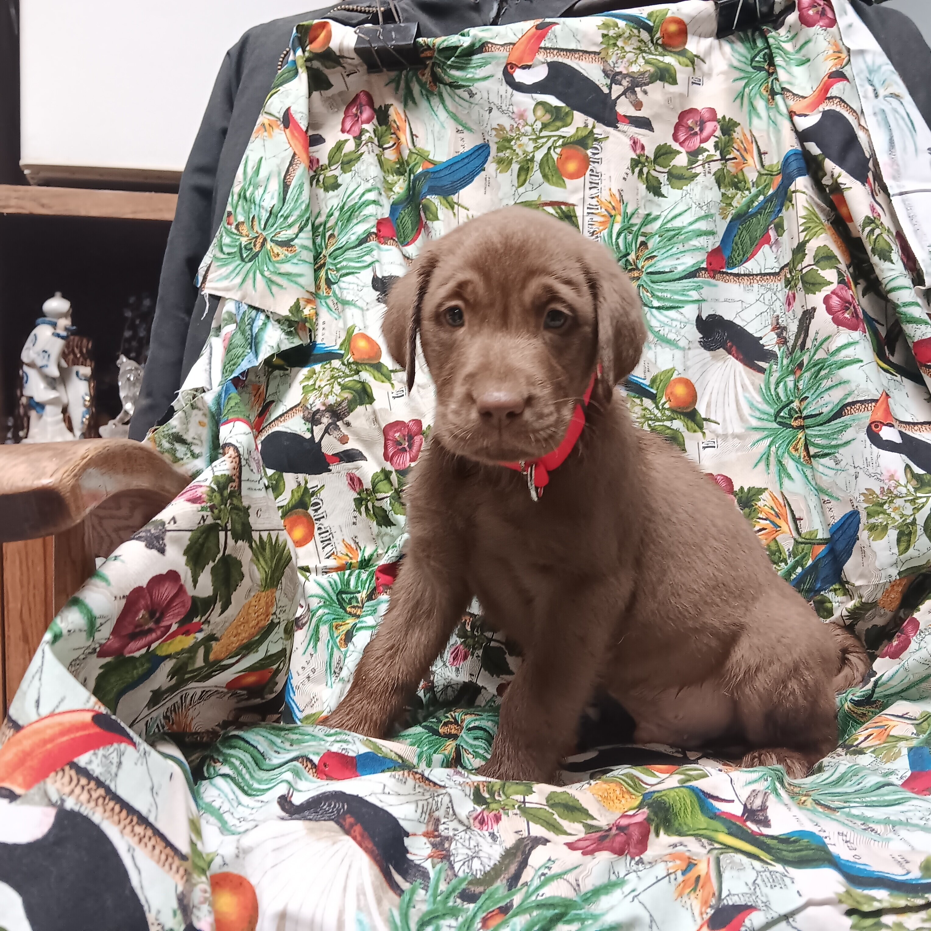AKC Chocolate & Black Labrador Retriever puppies. image 2
