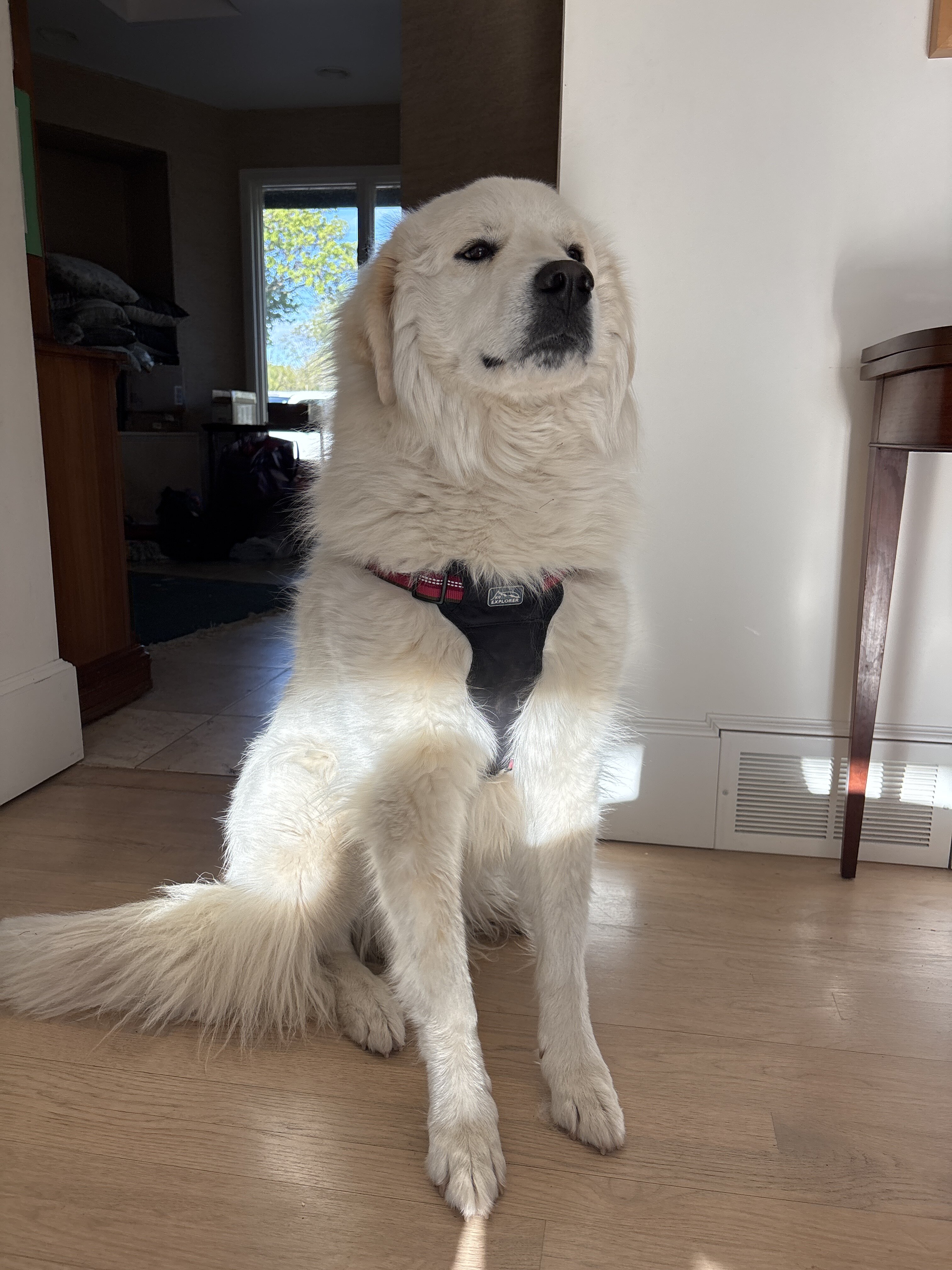 A Sweet Great Pyrenees Looking for Forever Home image 1