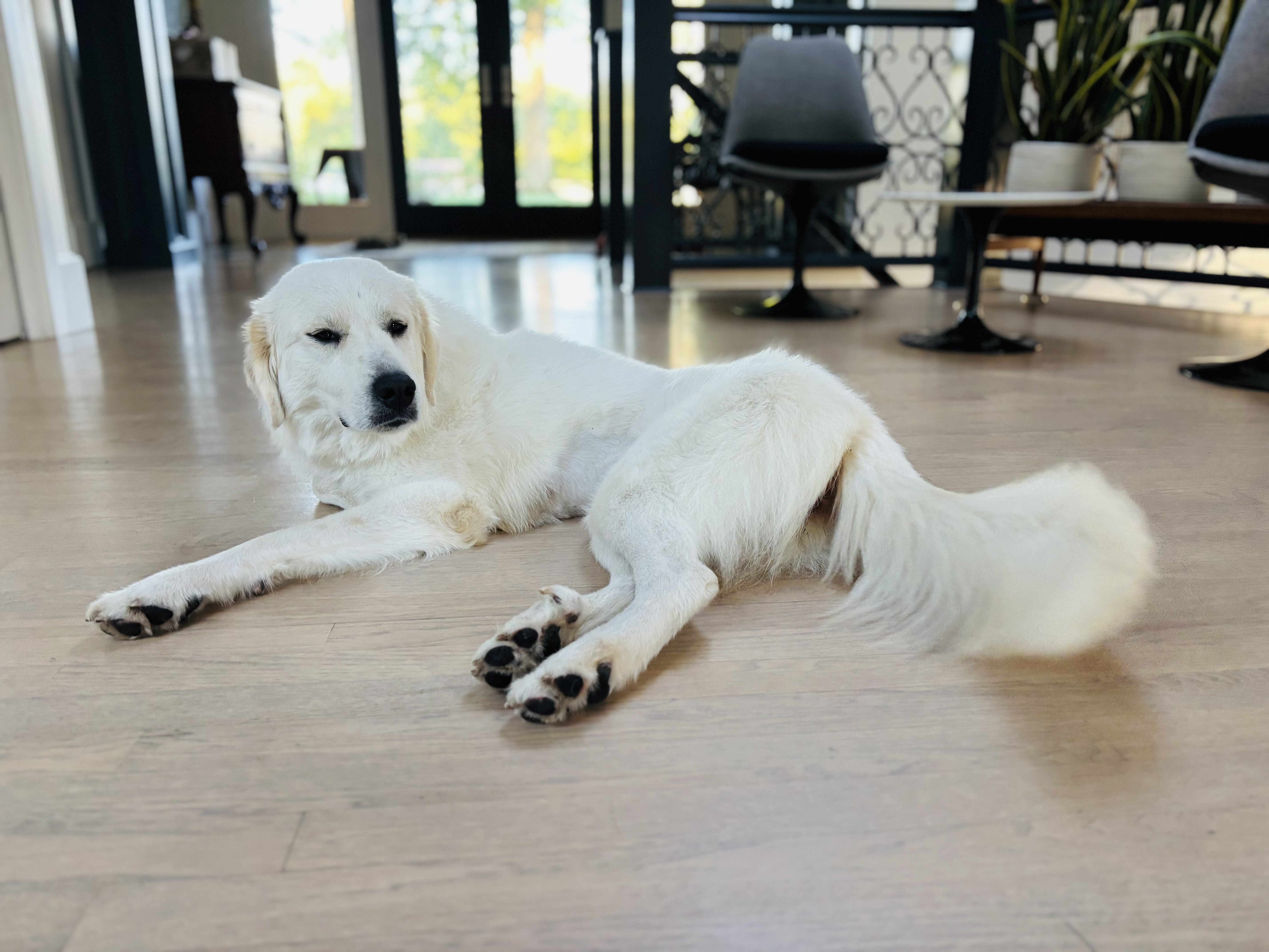 A Sweet Great Pyrenees Looking for Forever Home image 4