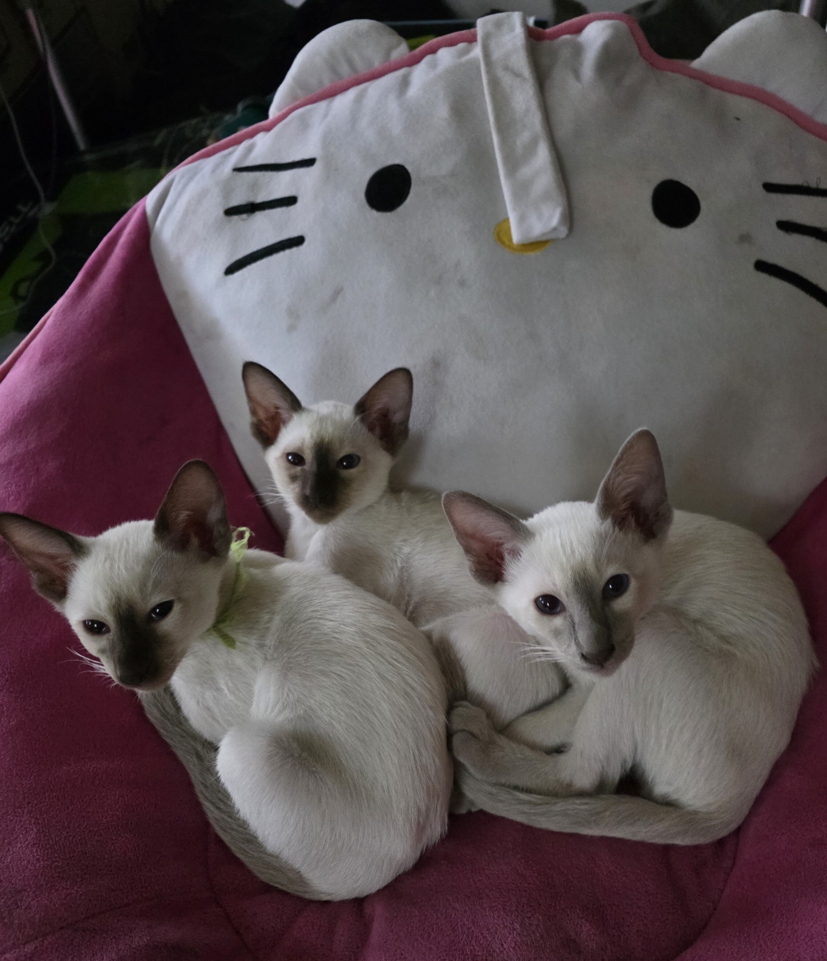 Siamese kittens image 1