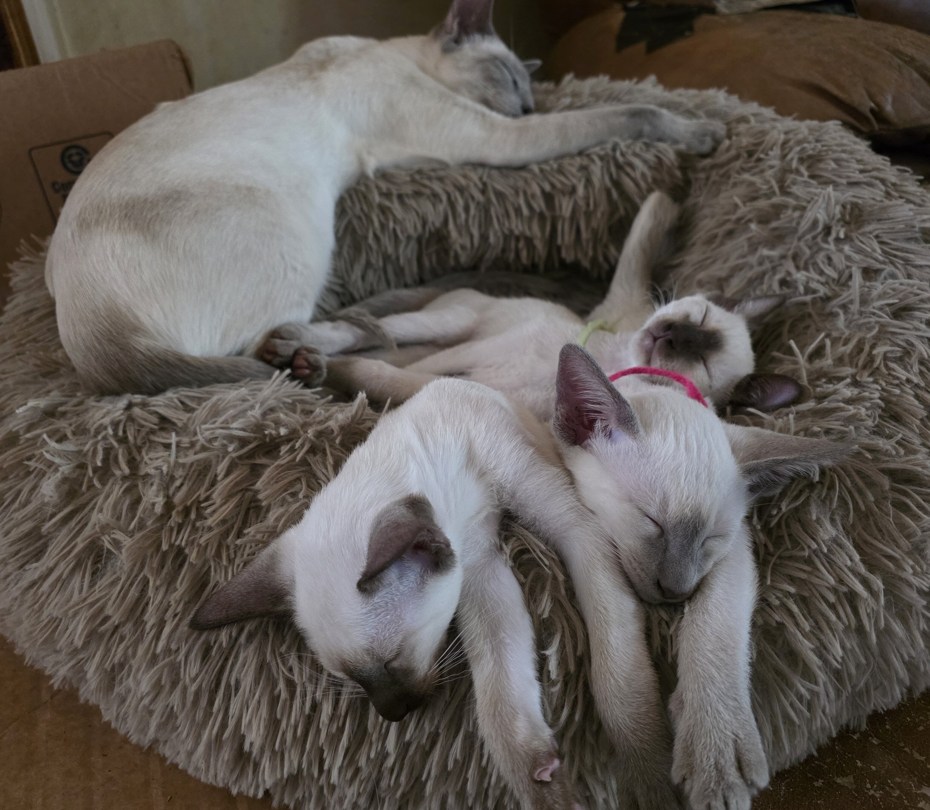 Siamese kittens image 8