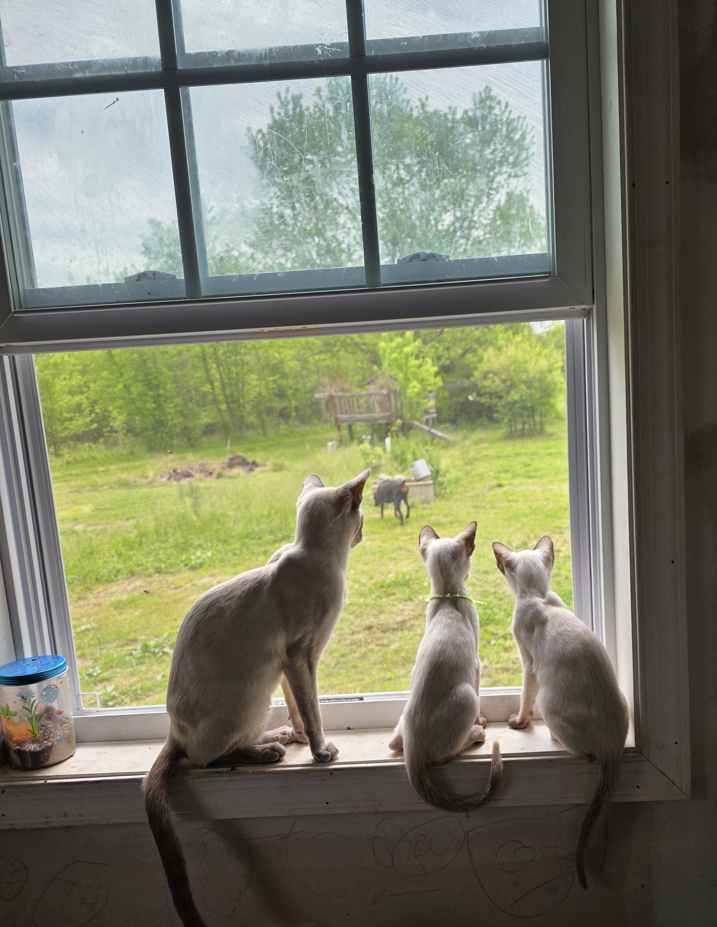 Siamese kittens image 7