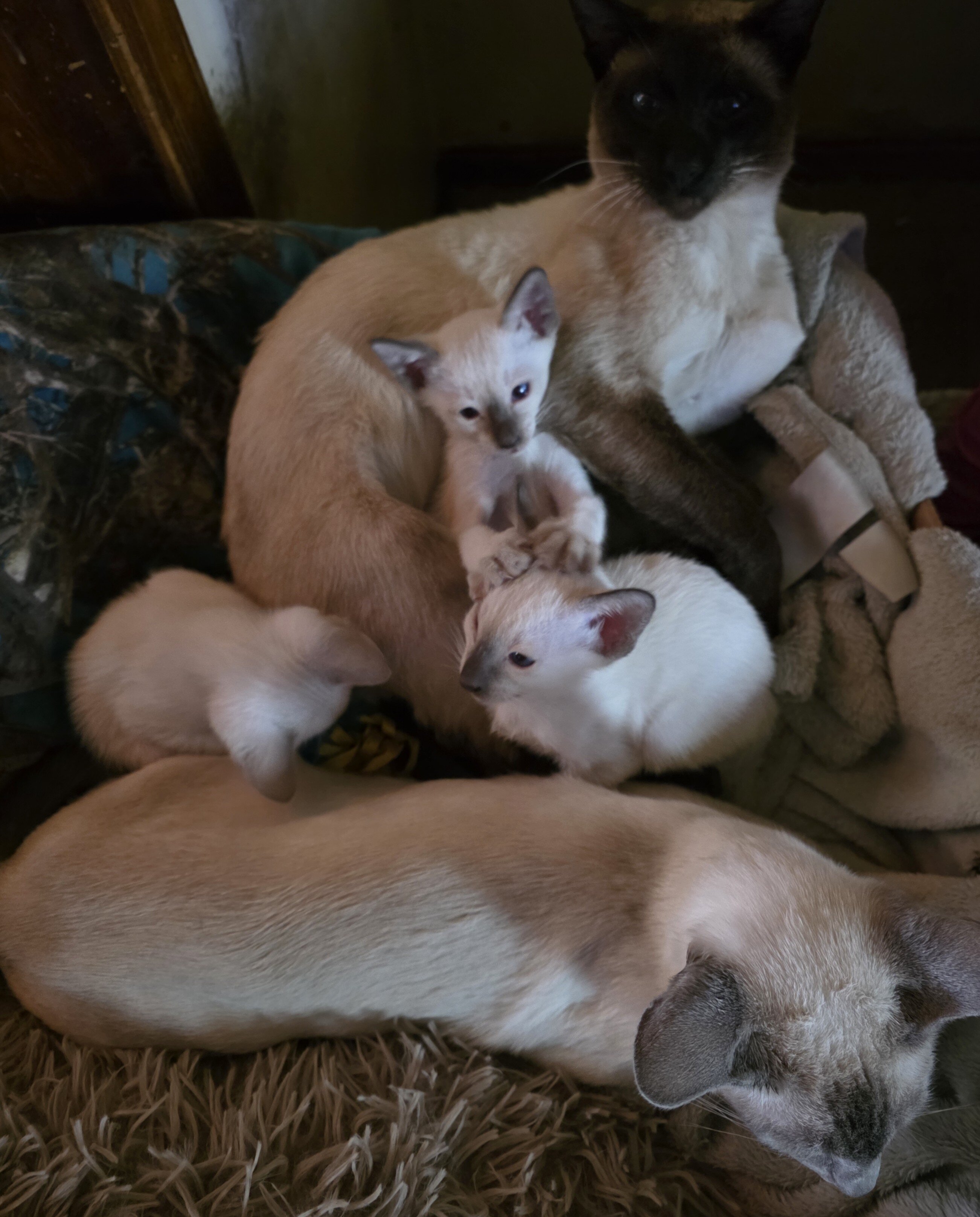 Siamese kittens image 6