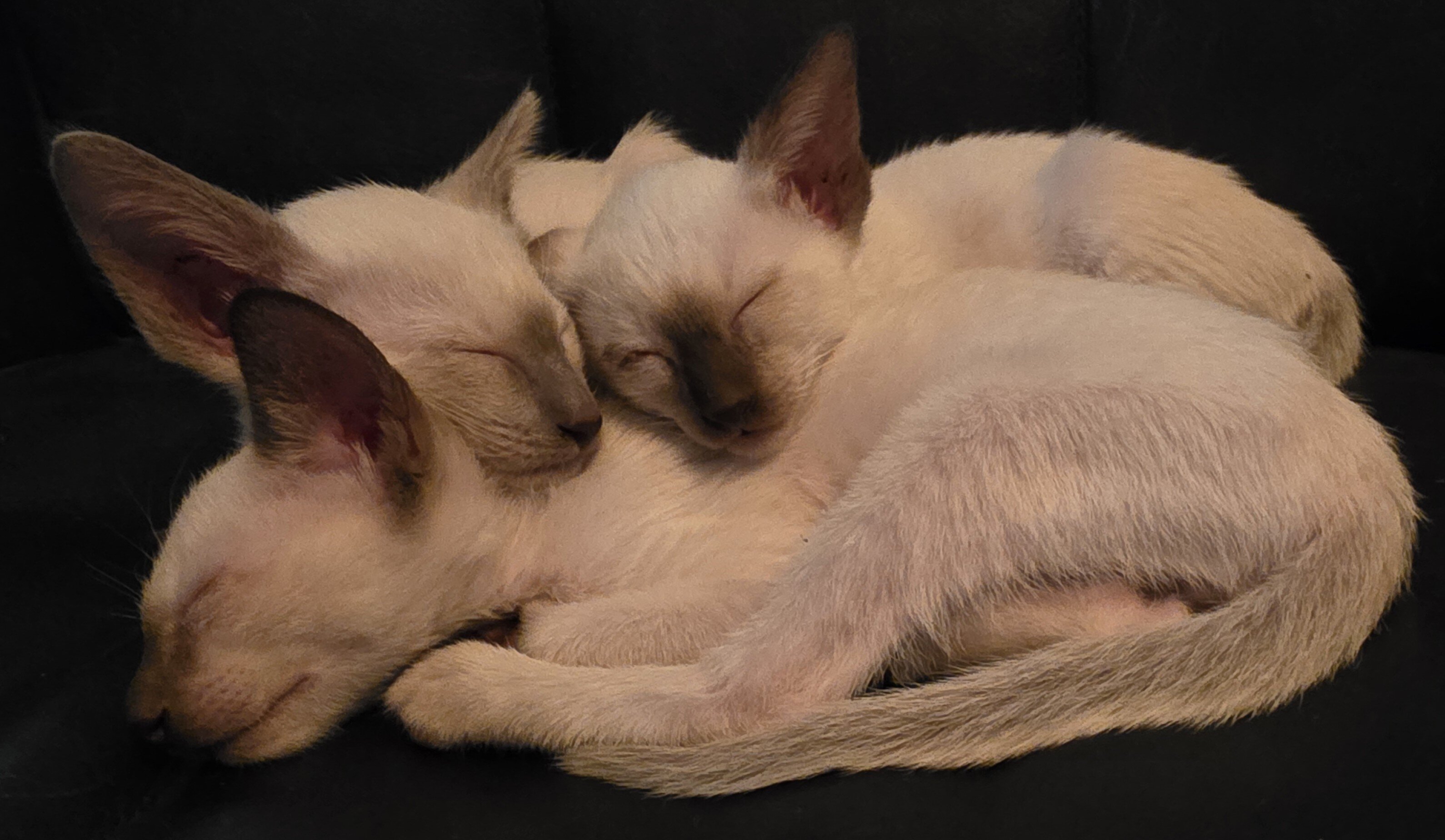 Siamese kittens image 5