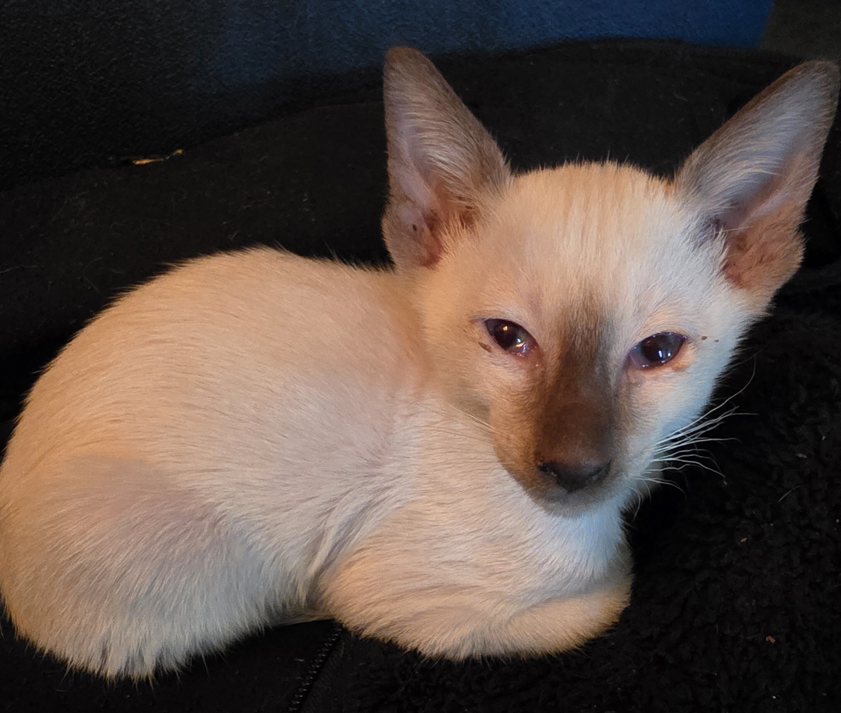 Siamese kittens image 4