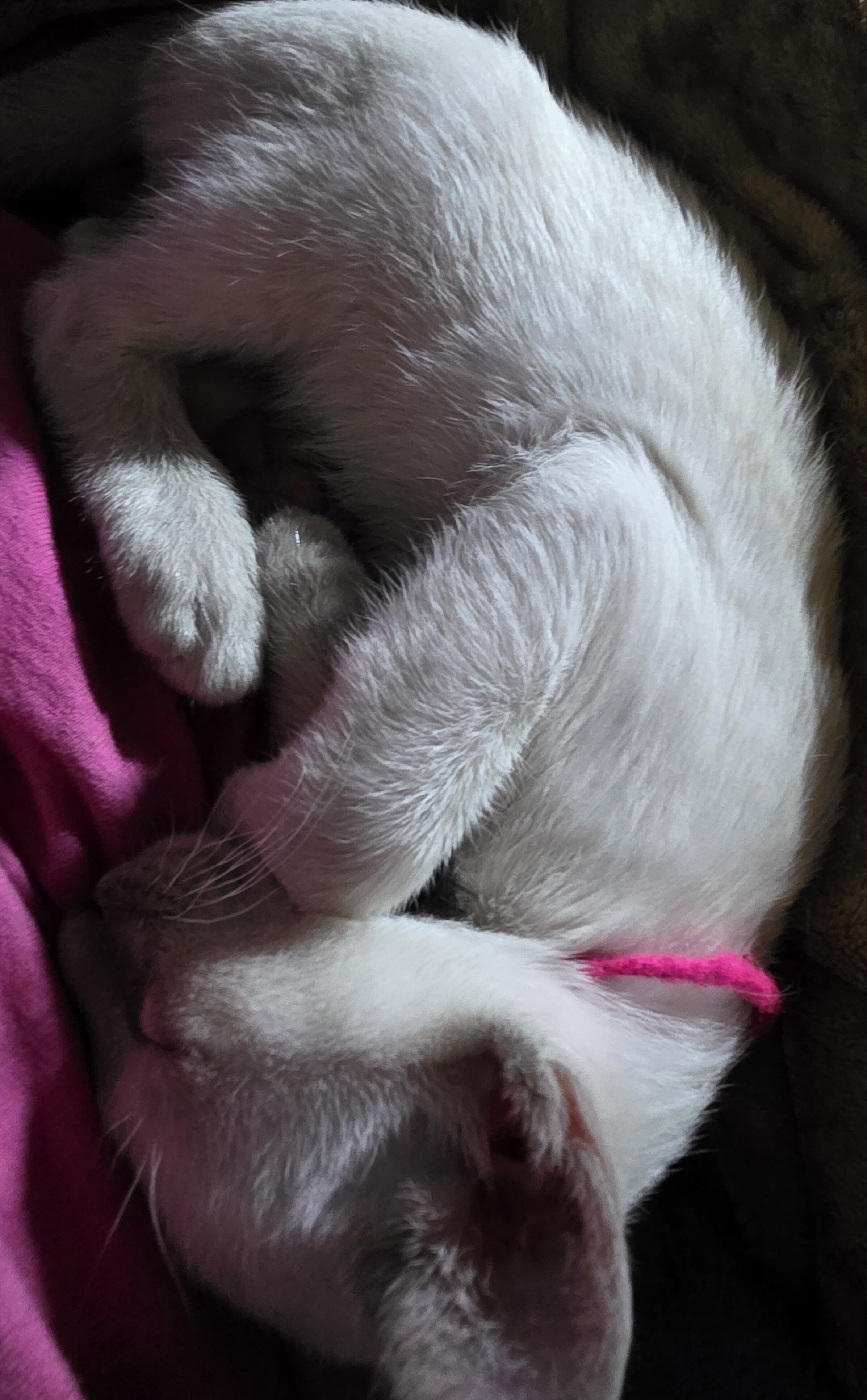 Siamese kittens image 3